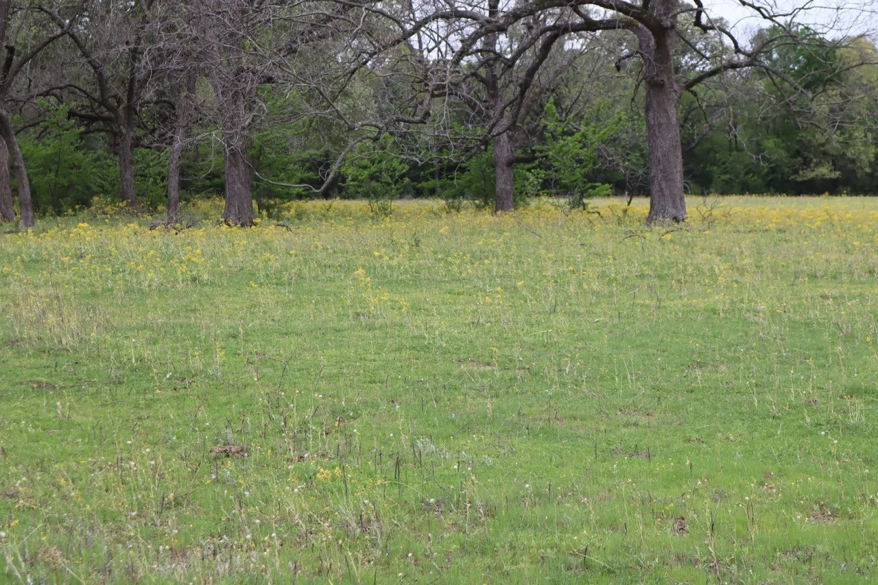 Ranch For Sale in Rains County , TBD Rs County Road 2365, Alba, Texas 75410, 0, 0, Garage spaces, 0 Sqft, built in 0, mls#20581292, Real Estate Agent in Alba, Homes For Sale in Rains county, Homes For Sale in Alba, Realtor in Alba Texas, Real Estate Brokerage Independent Realty Texas, Luminita Cordes Realtor