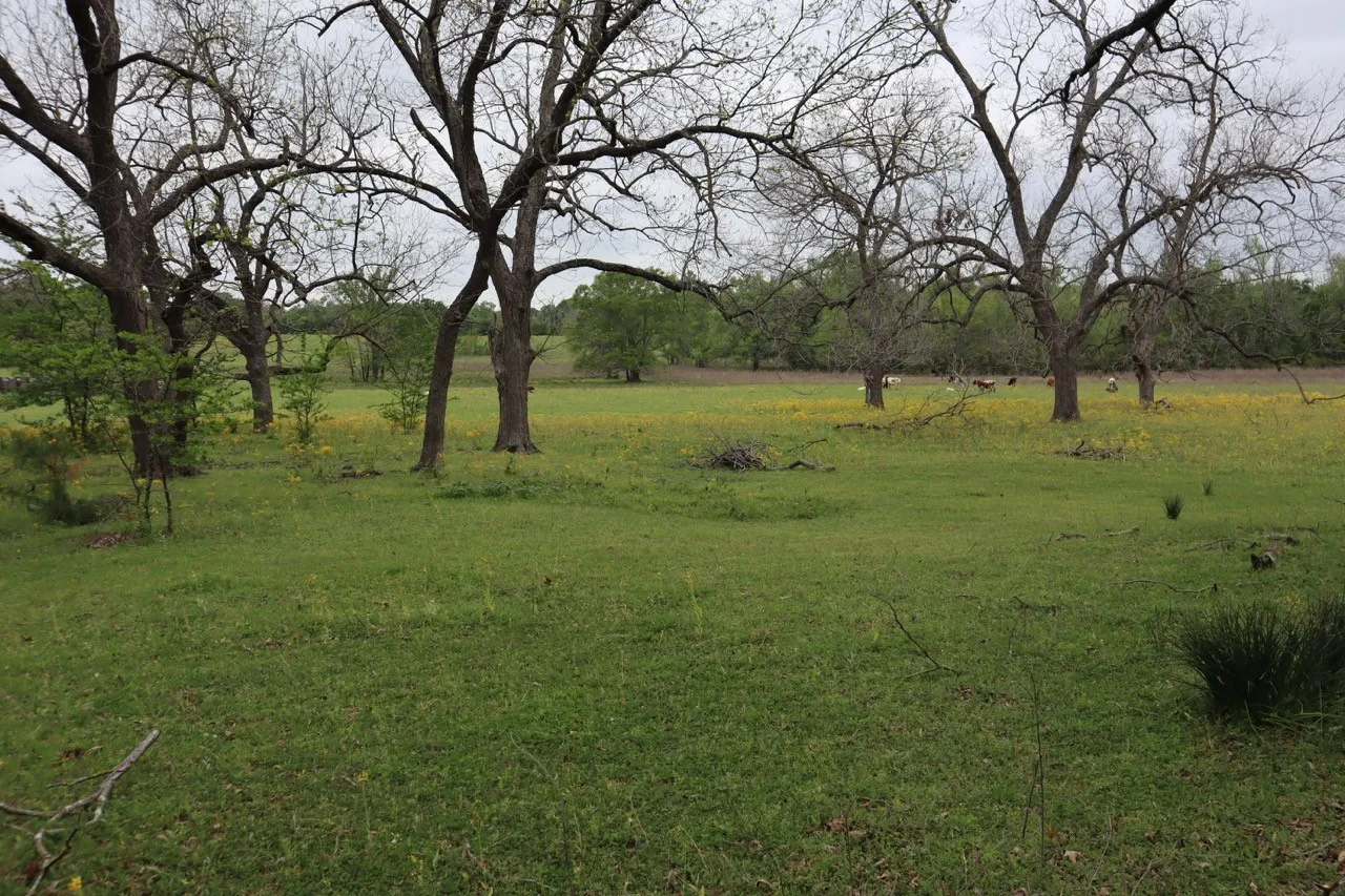Ranch For Sale in Rains County , TBD Rs County Road 2365, Alba, Texas 75410, 0, 0, Garage spaces, 0 Sqft, built in 0, mls#20581292, Real Estate Agent in Alba, Homes For Sale in Rains county, Homes For Sale in Alba, Realtor in Alba Texas, Real Estate Brokerage Independent Realty Texas, Luminita Cordes Realtor