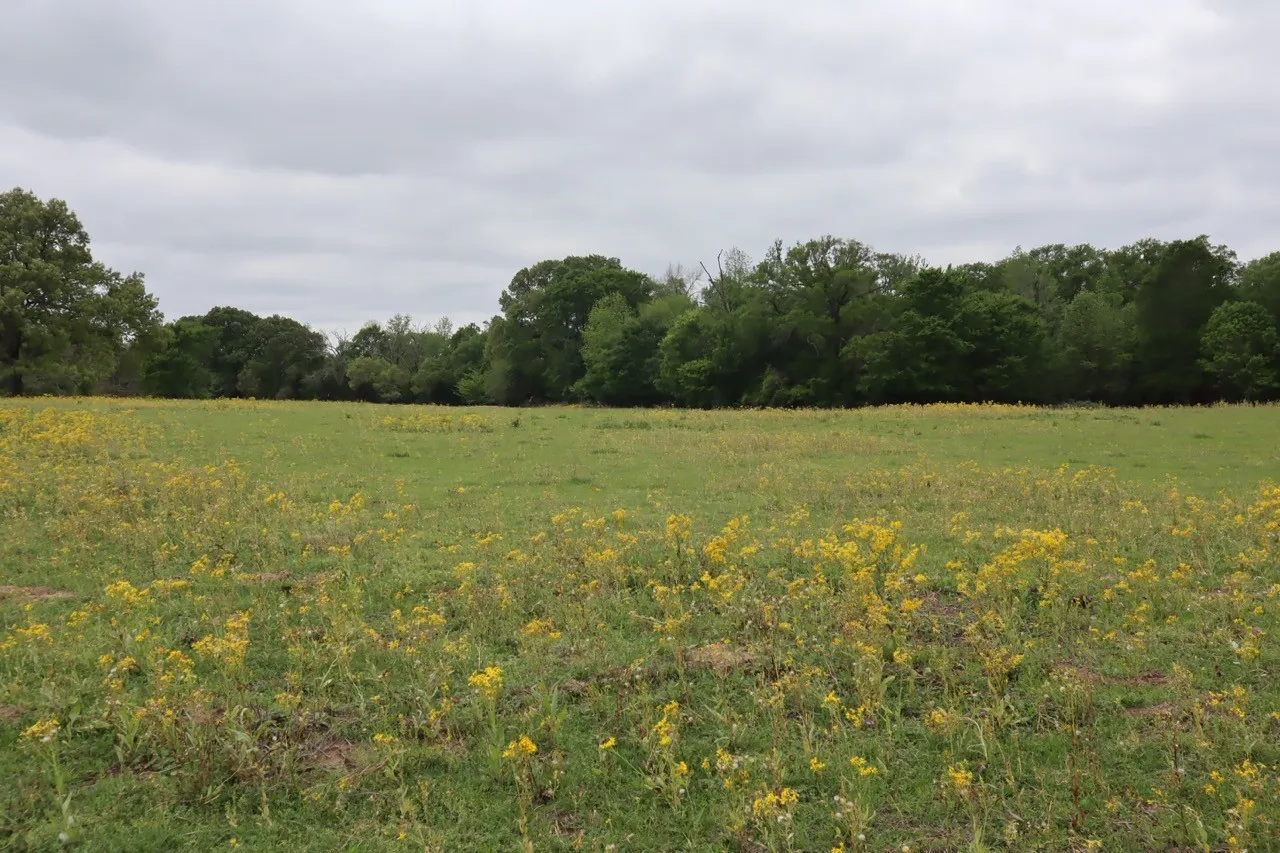 Ranch For Sale in Rains County , TBD Rs County Road 2365, Alba, Texas 75410, 0, 0, Garage spaces, 0 Sqft, built in 0, mls#20581292, Real Estate Agent in Alba, Homes For Sale in Rains county, Homes For Sale in Alba, Realtor in Alba Texas, Real Estate Brokerage Independent Realty Texas, Luminita Cordes Realtor