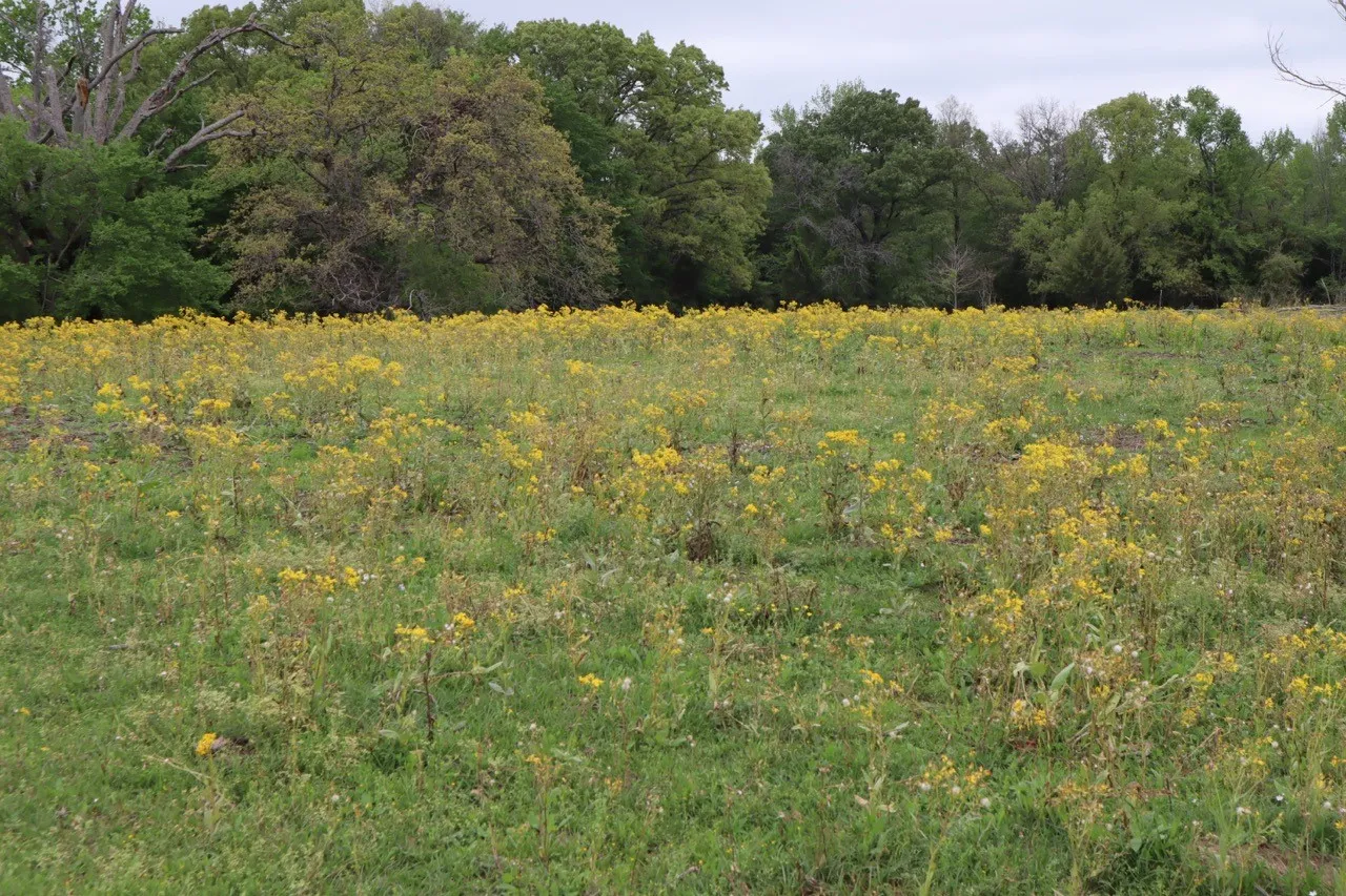 Ranch For Sale in Rains County , TBD Rs County Road 2365, Alba, Texas 75410, 0, 0, Garage spaces, 0 Sqft, built in 0, mls#20581292, Real Estate Agent in Alba, Homes For Sale in Rains county, Homes For Sale in Alba, Realtor in Alba Texas, Real Estate Brokerage Independent Realty Texas, Luminita Cordes Realtor