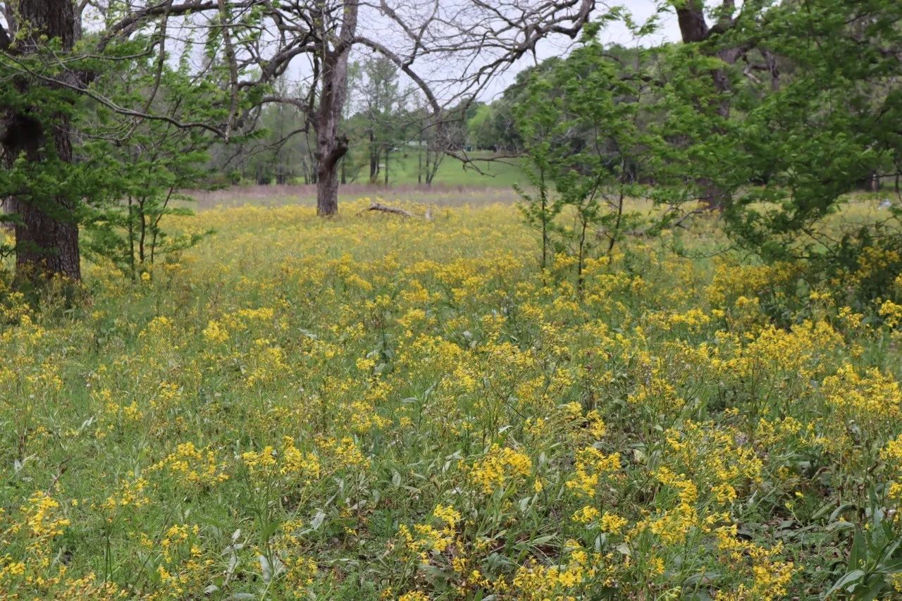 Ranch For Sale in Rains County , TBD Rs County Road 2365, Alba, Texas 75410, 0, 0, Garage spaces, 0 Sqft, built in 0, mls#20581292, Real Estate Agent in Alba, Homes For Sale in Rains county, Homes For Sale in Alba, Realtor in Alba Texas, Real Estate Brokerage Independent Realty Texas, Luminita Cordes Realtor