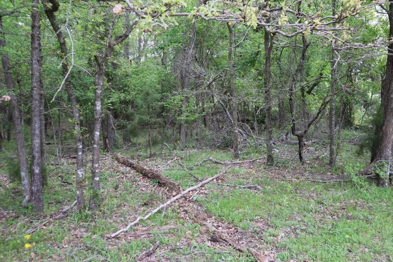 Ranch For Sale in Rains County , TBD Rs County Road 2365, Alba, Texas 75410, 0, 0, Garage spaces, 0 Sqft, built in 0, mls#20581292, Real Estate Agent in Alba, Homes For Sale in Rains county, Homes For Sale in Alba, Realtor in Alba Texas, Real Estate Brokerage Independent Realty Texas, Luminita Cordes Realtor