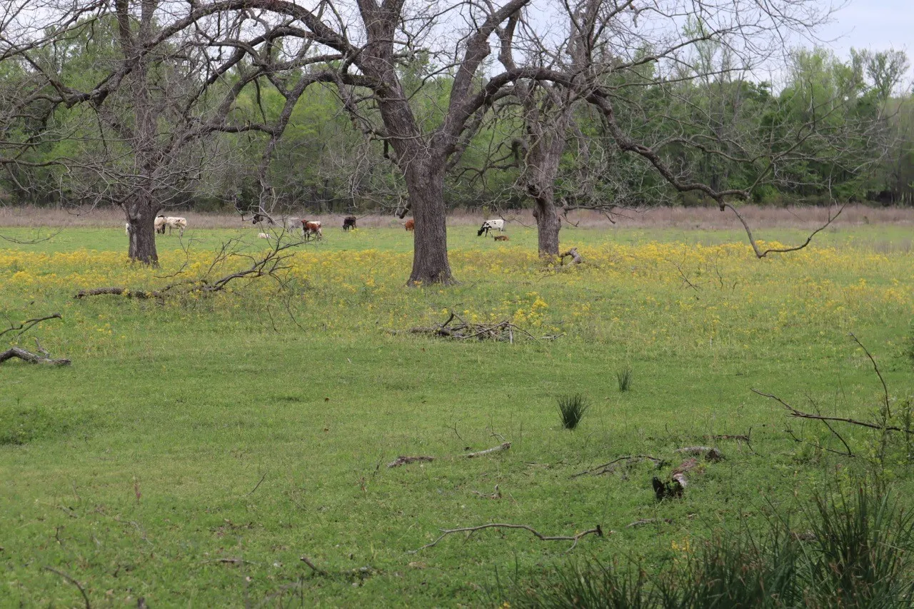 Ranch For Sale in Rains County , TBD Rs County Road 2365, Alba, Texas 75410, 0, 0, Garage spaces, 0 Sqft, built in 0, mls#20581292, Real Estate Agent in Alba, Homes For Sale in Rains county, Homes For Sale in Alba, Realtor in Alba Texas, Real Estate Brokerage Independent Realty Texas, Luminita Cordes Realtor
