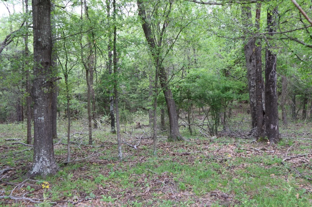 Ranch For Sale in Rains County , TBD Rs County Road 2365, Alba, Texas 75410, 0, 0, Garage spaces, 0 Sqft, built in 0, mls#20581292, Real Estate Agent in Alba, Homes For Sale in Rains county, Homes For Sale in Alba, Realtor in Alba Texas, Real Estate Brokerage Independent Realty Texas, Luminita Cordes Realtor