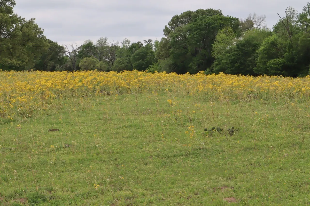 Ranch For Sale in Rains County , TBD Rs County Road 2365, Alba, Texas 75410, 0, 0, Garage spaces, 0 Sqft, built in 0, mls#20581292, Real Estate Agent in Alba, Homes For Sale in Rains county, Homes For Sale in Alba, Realtor in Alba Texas, Real Estate Brokerage Independent Realty Texas, Luminita Cordes Realtor