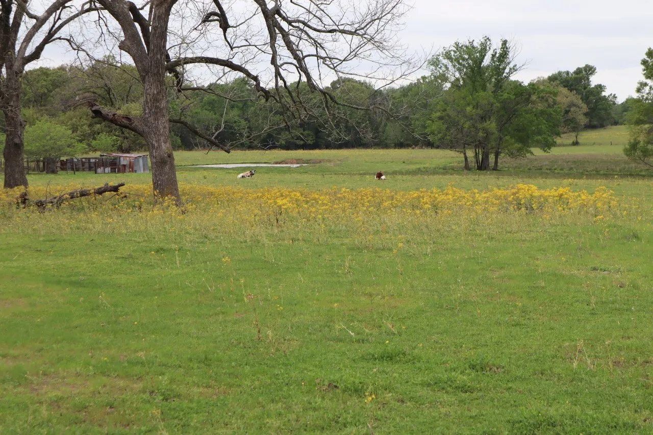 Ranch For Sale in Rains County , TBD Rs County Road 2365, Alba, Texas 75410, 0, 0, Garage spaces, 0 Sqft, built in 0, mls#20581292, Real Estate Agent in Alba, Homes For Sale in Rains county, Homes For Sale in Alba, Realtor in Alba Texas, Real Estate Brokerage Independent Realty Texas, Luminita Cordes Realtor
