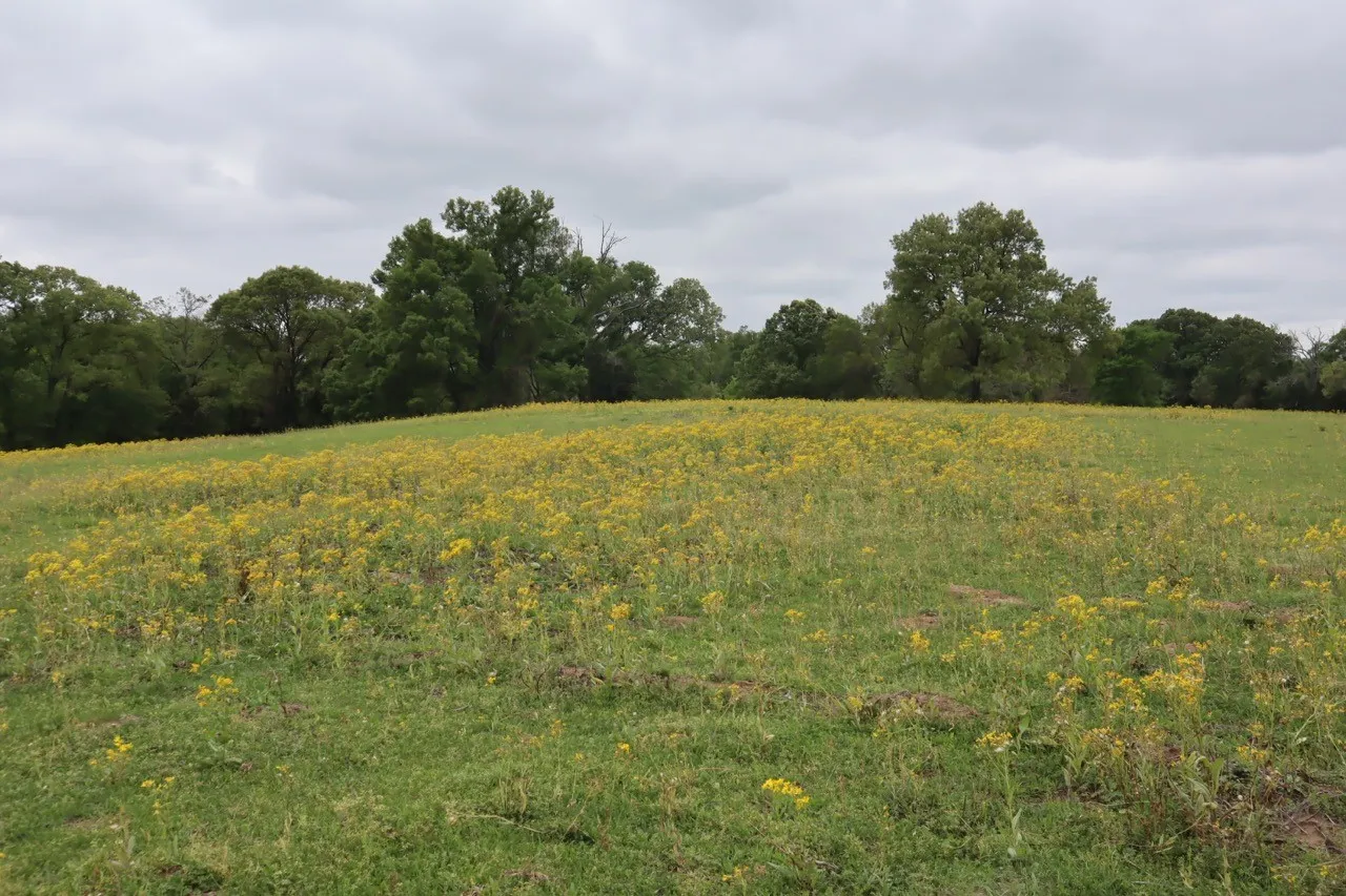 Ranch For Sale in Rains County , TBD Rs County Road 2365, Alba, Texas 75410, 0, 0, Garage spaces, 0 Sqft, built in 0, mls#20581292, Real Estate Agent in Alba, Homes For Sale in Rains county, Homes For Sale in Alba, Realtor in Alba Texas, Real Estate Brokerage Independent Realty Texas, Luminita Cordes Realtor