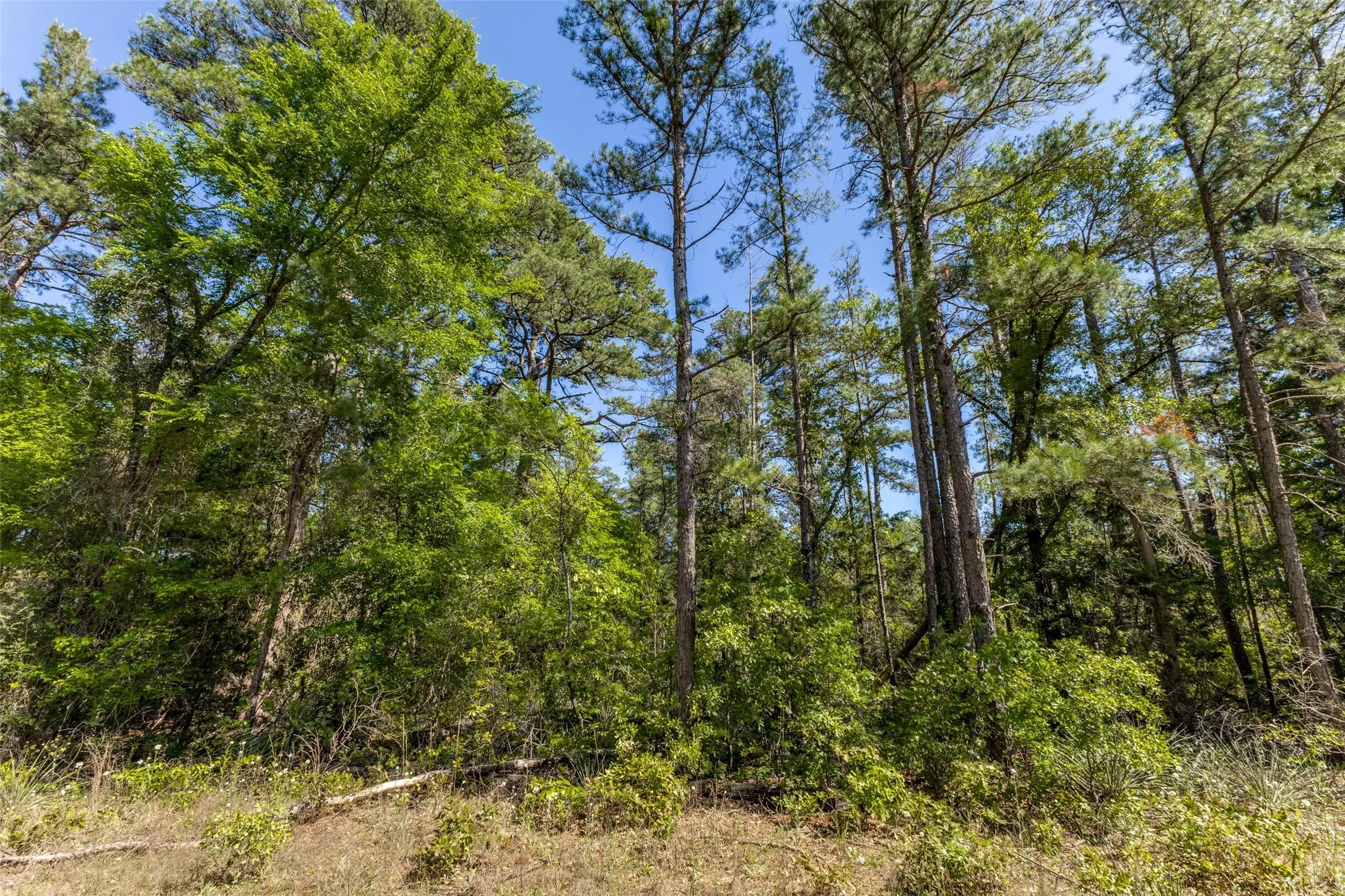 Unimproved Land For Sale in Wood County , 0 S FM 14, Hawkins, Texas 75773, 0, 0, Garage spaces, 0 Sqft, built in 0, mls#20584344, Real Estate Agent in Hawkins, Homes For Sale in Wood county, Homes For Sale in Hawkins, Realtor in Hawkins Texas, Real Estate Brokerage Independent Realty Texas, Luminita Cordes Realtor