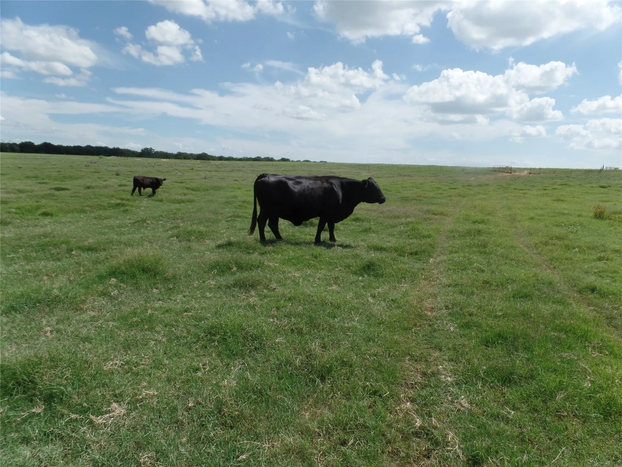 Coastal Bermuda pasture