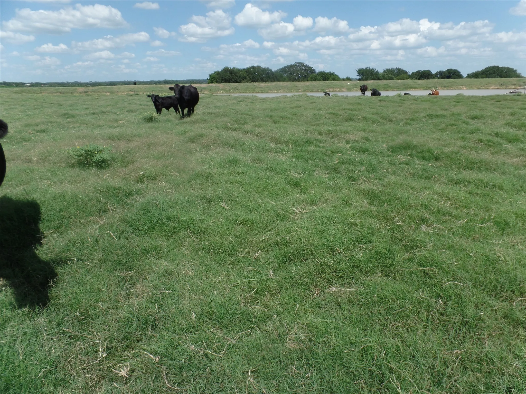 Pasture