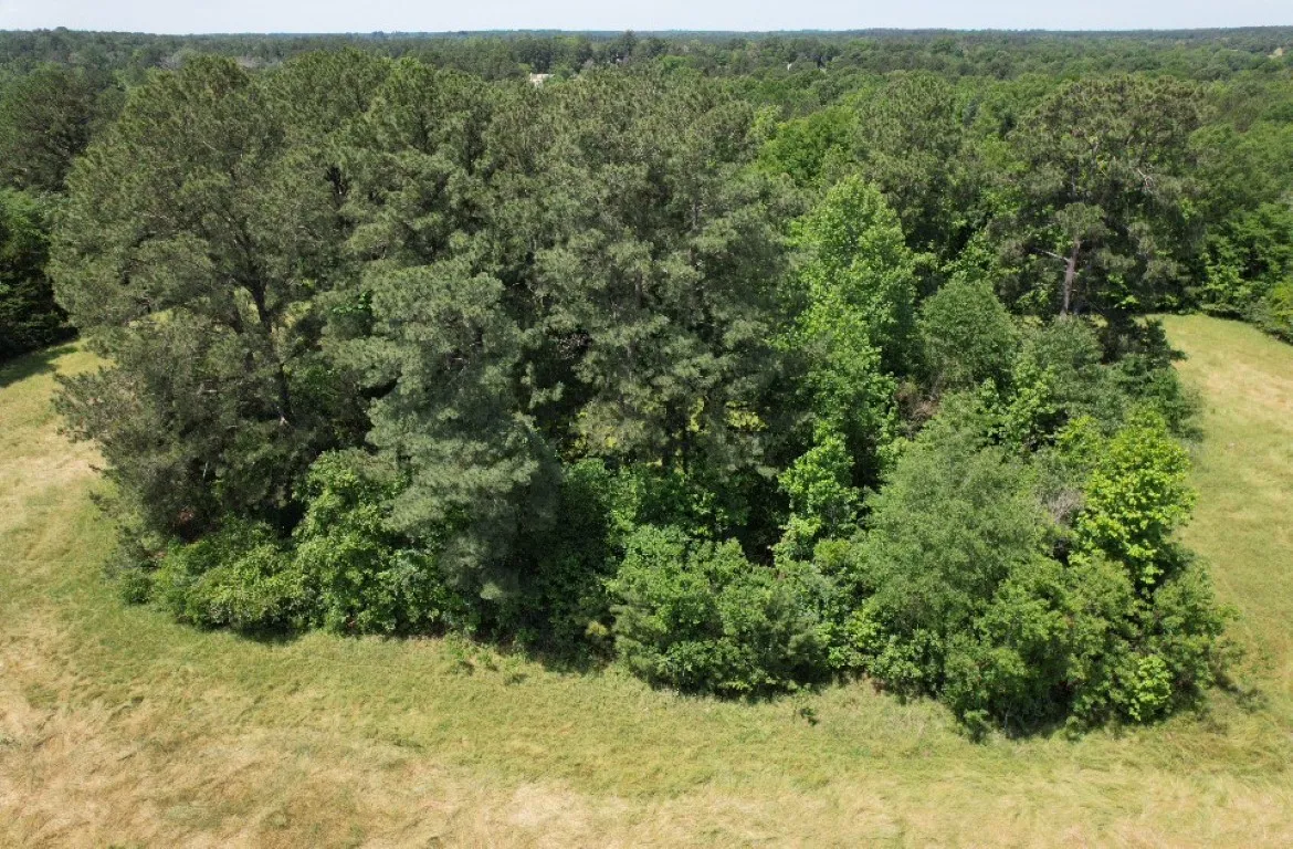 Unimproved Land For Sale in Panola County , TBD County Road 432, Tenaha, Texas 75974, 0, 0, Garage spaces, 0 Sqft, built in 0, mls#20610723, Real Estate Agent in Tenaha, Homes For Sale in Panola county, Homes For Sale in Tenaha, Realtor in Tenaha Texas, Real Estate Brokerage Independent Realty Texas, Luminita Cordes Realtor