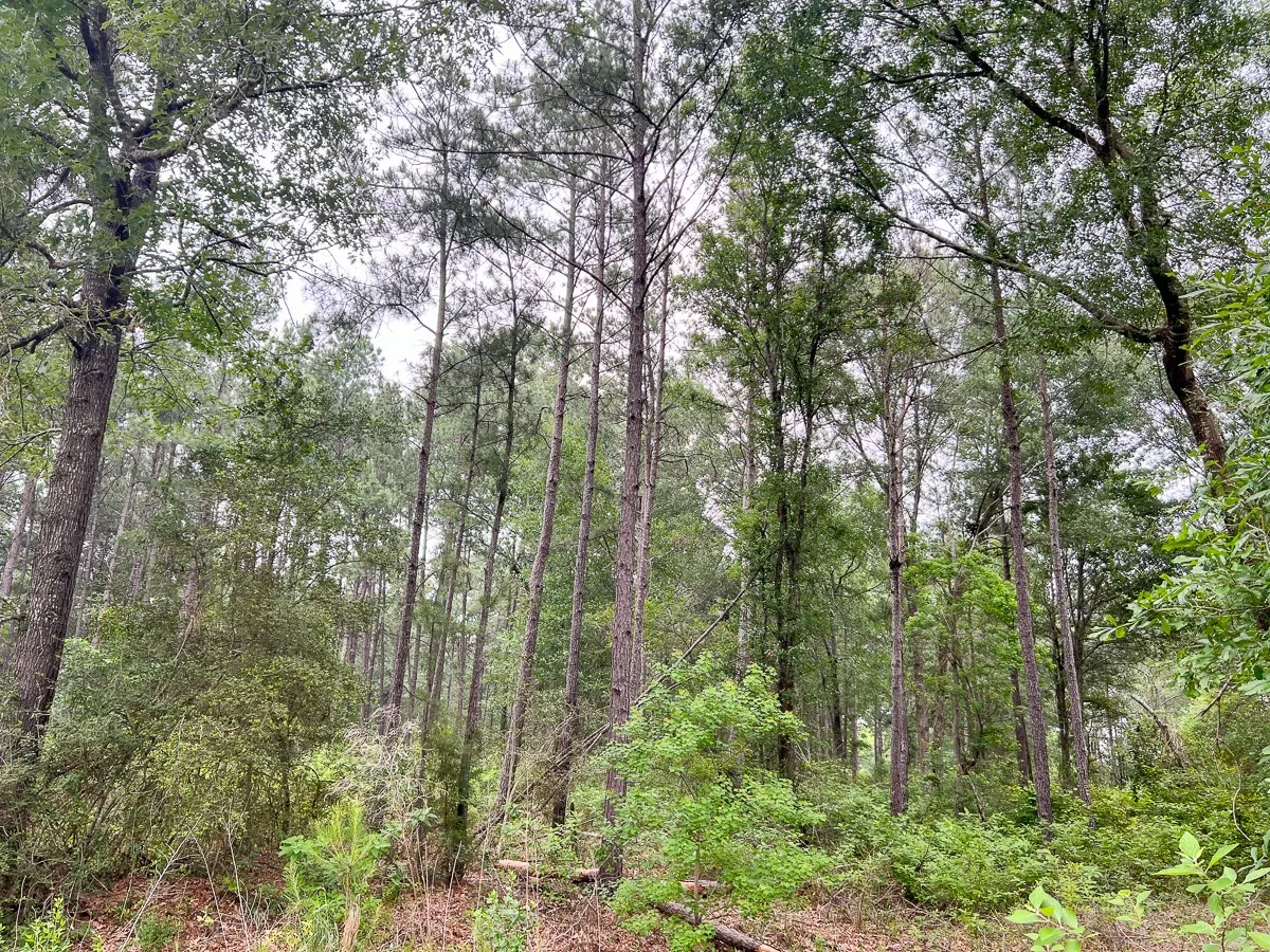 View of nature