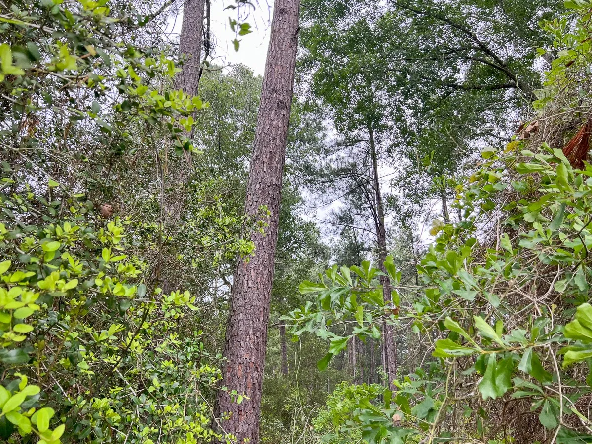 View of nature