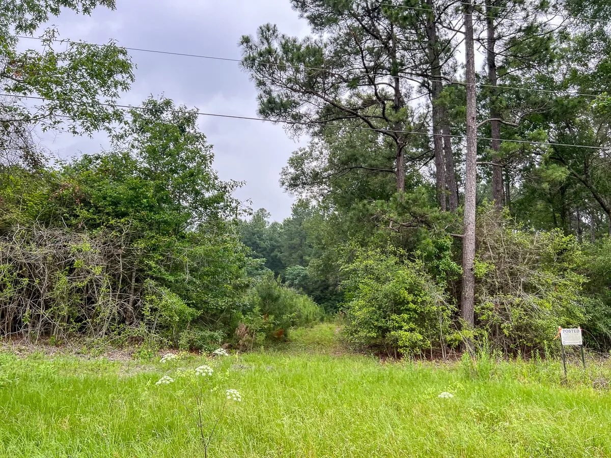 View of local wilderness