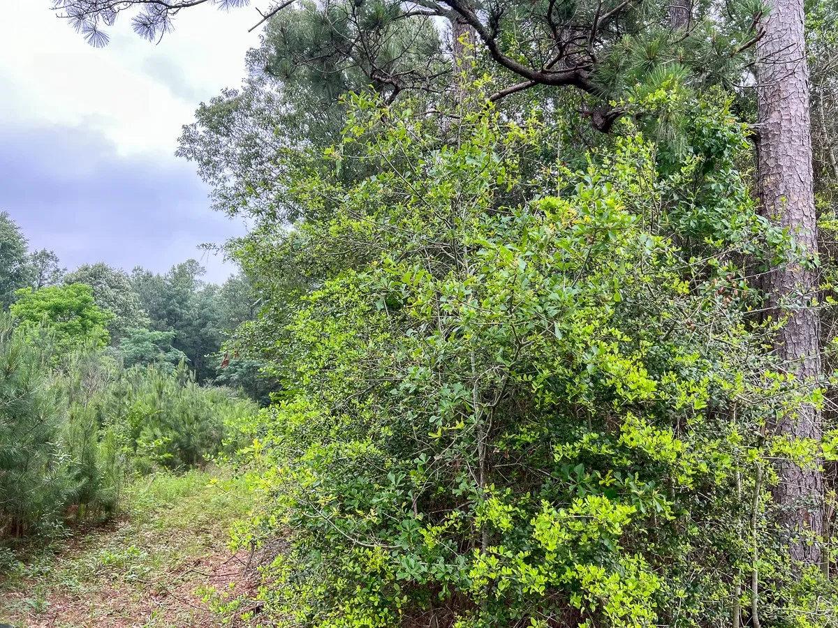View of nature