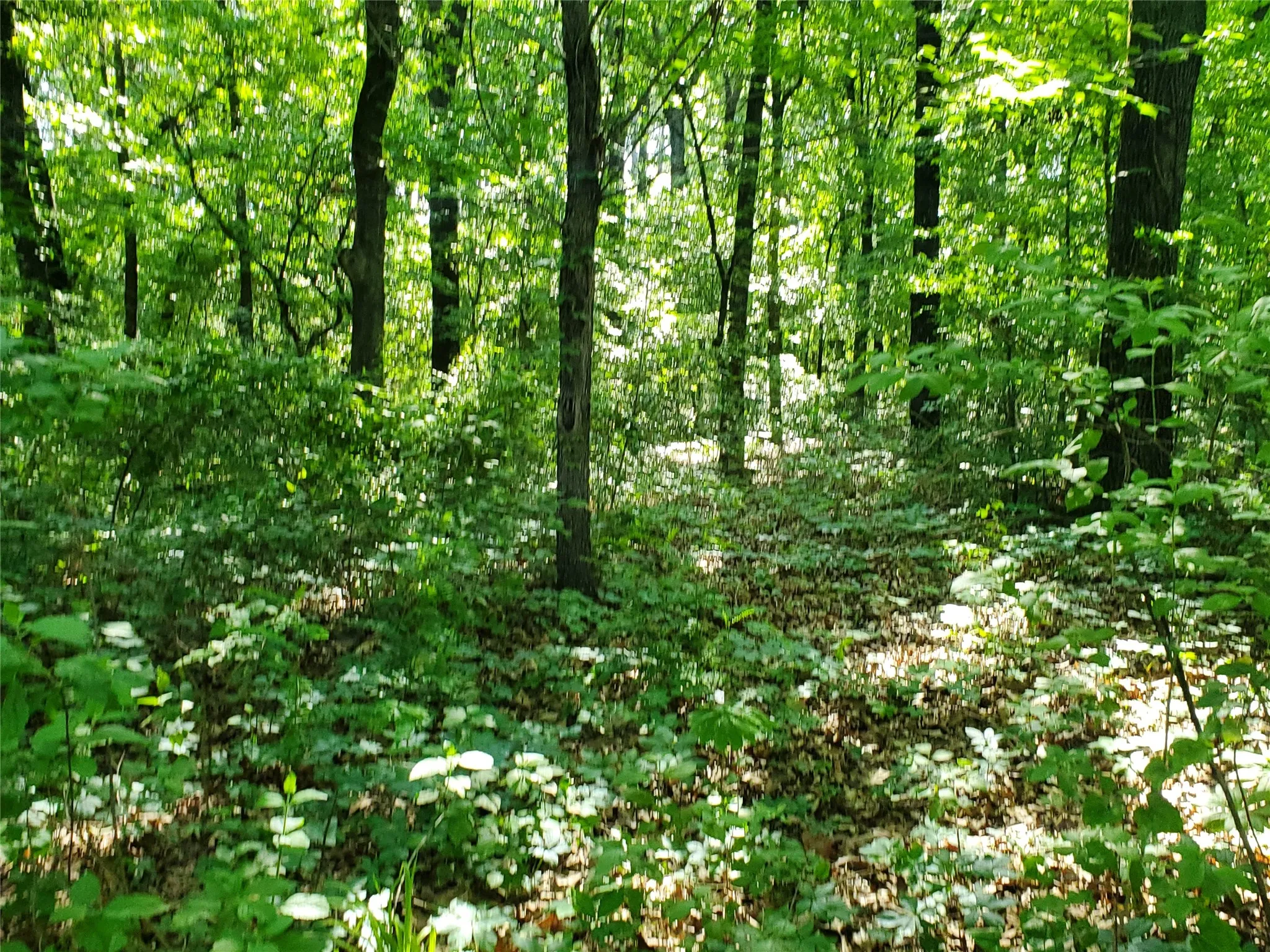 View of local wilderness