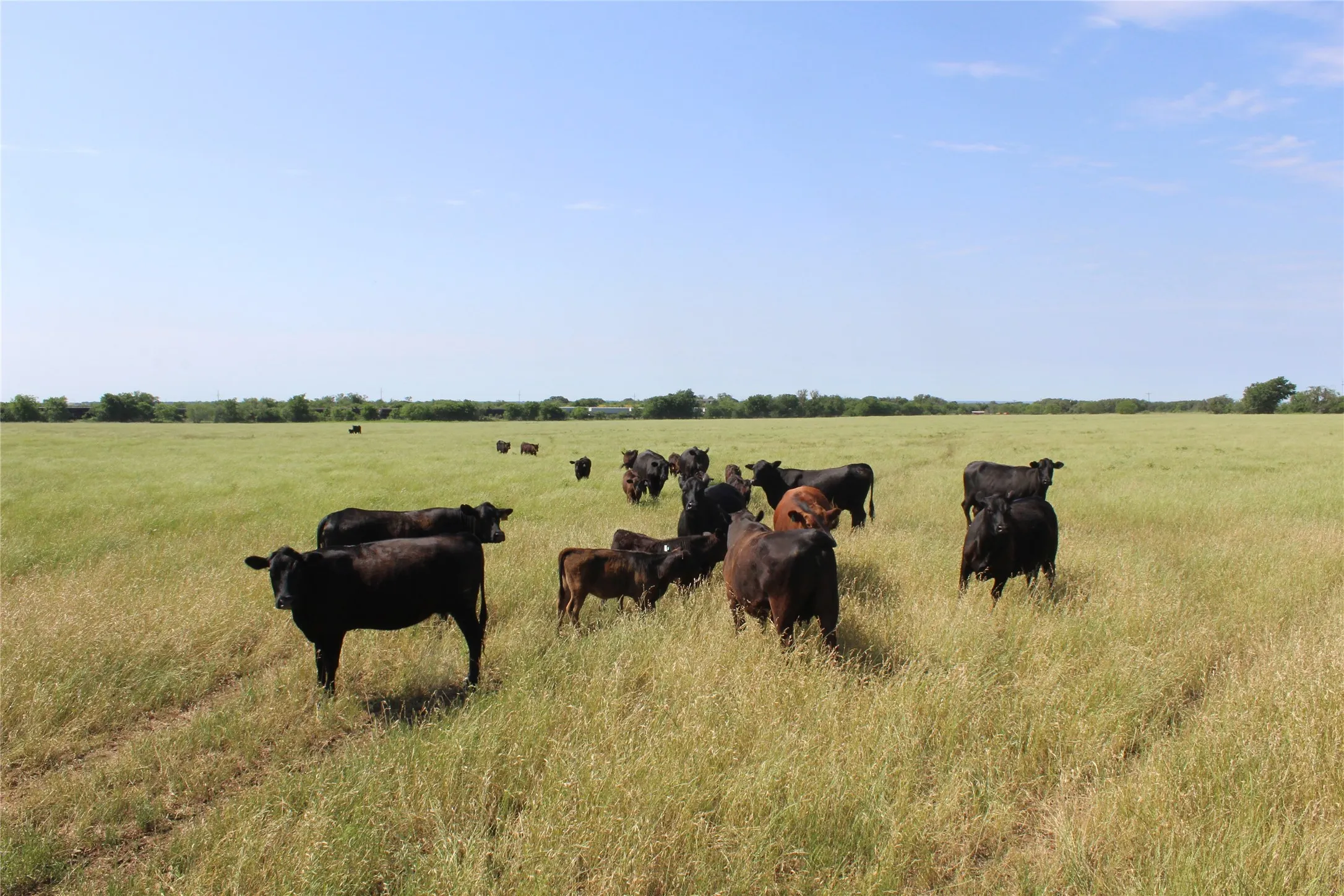 Unimproved Land For Sale in Brown County , 9999 County Road 334, Blanket, Texas 76432, 0, 0, Garage spaces, 0 Sqft, built in 0, mls#20615102, Real Estate Agent in Blanket, Homes For Sale in Brown county, Homes For Sale in Blanket, Realtor in Blanket Texas, Real Estate Brokerage Independent Realty Texas, Luminita Cordes Realtor