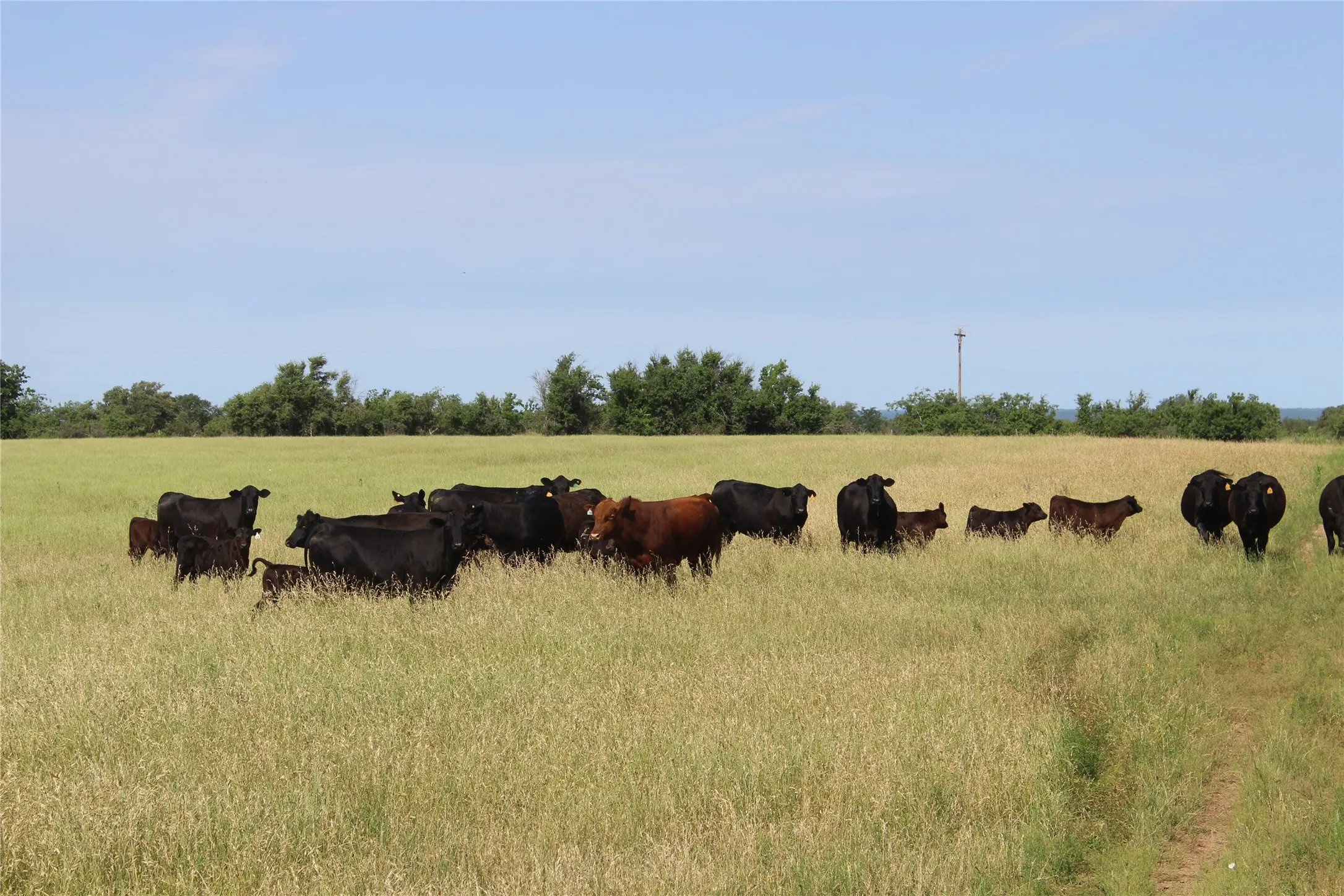 Unimproved Land For Sale in Brown County , 9999 County Road 334, Blanket, Texas 76432, 0, 0, Garage spaces, 0 Sqft, built in 0, mls#20615102, Real Estate Agent in Blanket, Homes For Sale in Brown county, Homes For Sale in Blanket, Realtor in Blanket Texas, Real Estate Brokerage Independent Realty Texas, Luminita Cordes Realtor
