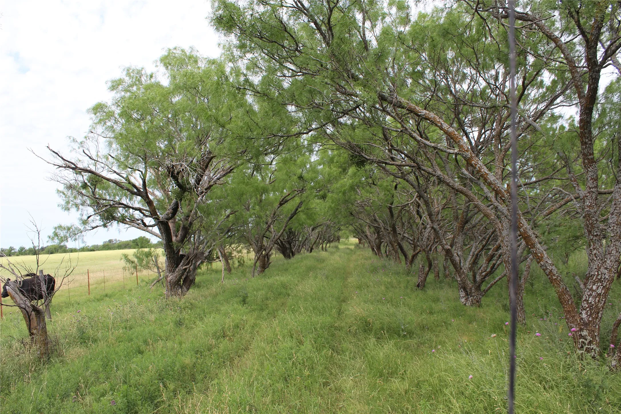 Unimproved Land For Sale in Brown County , 9999 County Road 334, Blanket, Texas 76432, 0, 0, Garage spaces, 0 Sqft, built in 0, mls#20615102, Real Estate Agent in Blanket, Homes For Sale in Brown county, Homes For Sale in Blanket, Realtor in Blanket Texas, Real Estate Brokerage Independent Realty Texas, Luminita Cordes Realtor
