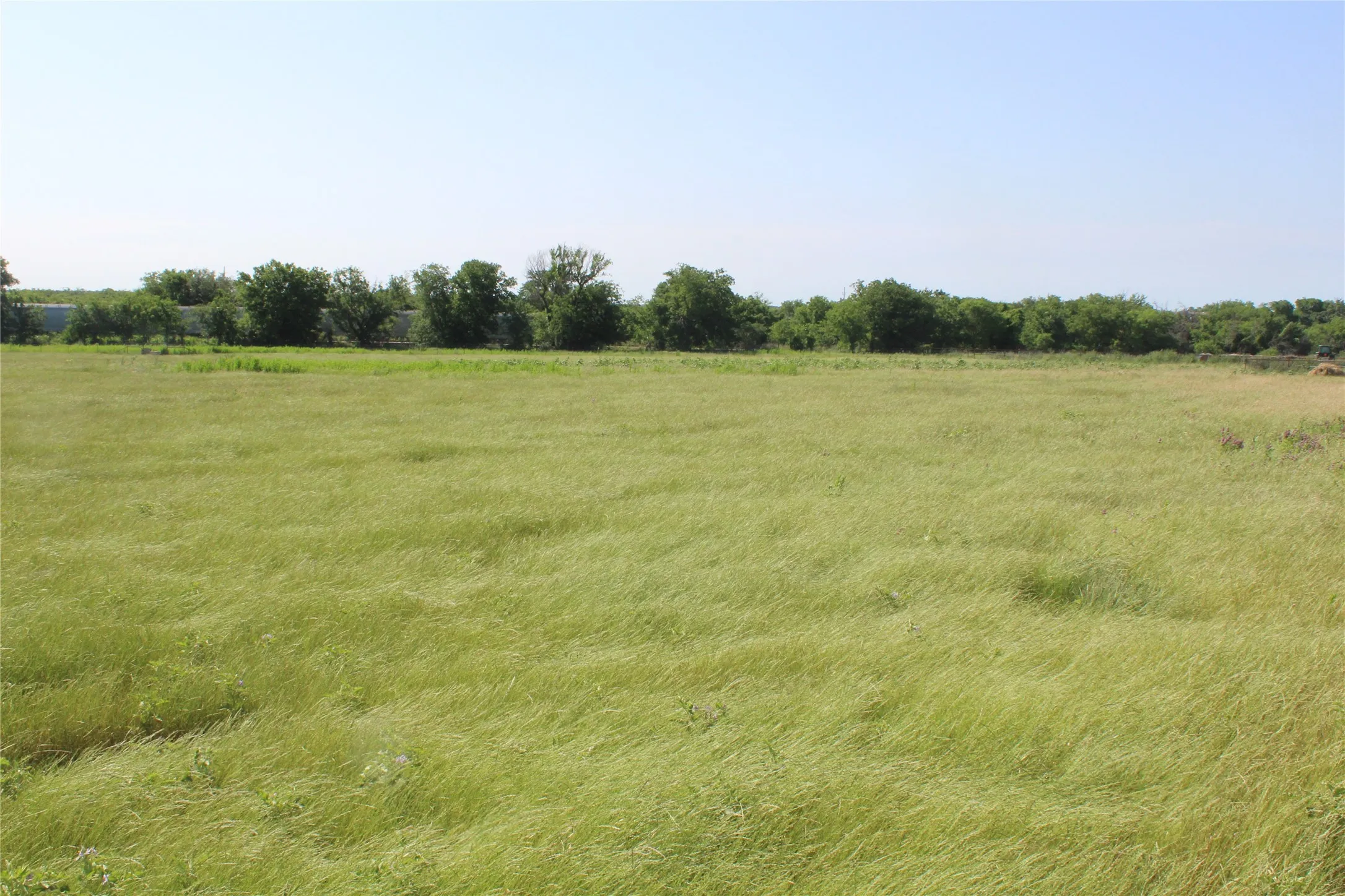 Native grasses including coastal and Wilman Love Grass