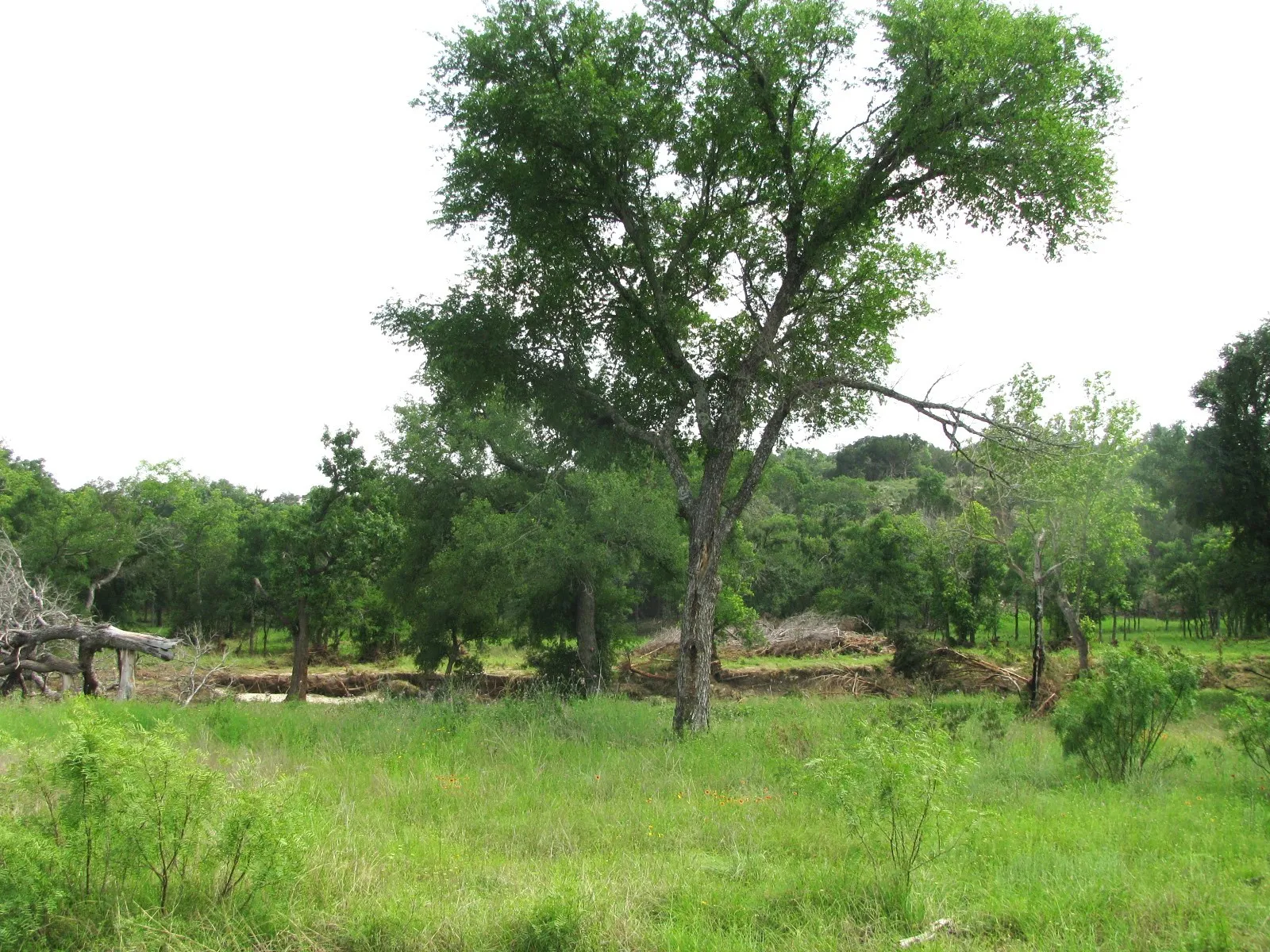Unimproved Land For Sale in Hamilton County , Lot 44 Phase 6 PR 42107, Evant, Texas 76525, 0, 0, Garage spaces, 0 Sqft, built in 0, Price $125,000, mls#20617772, Real Estate Agent in Evant, Homes For Sale in Hamilton county, Homes For Sale in Evant, Realtor in Evant Texas, Real Estate Brokerage Independent Realty Texas, Luminita Cordes Realtor