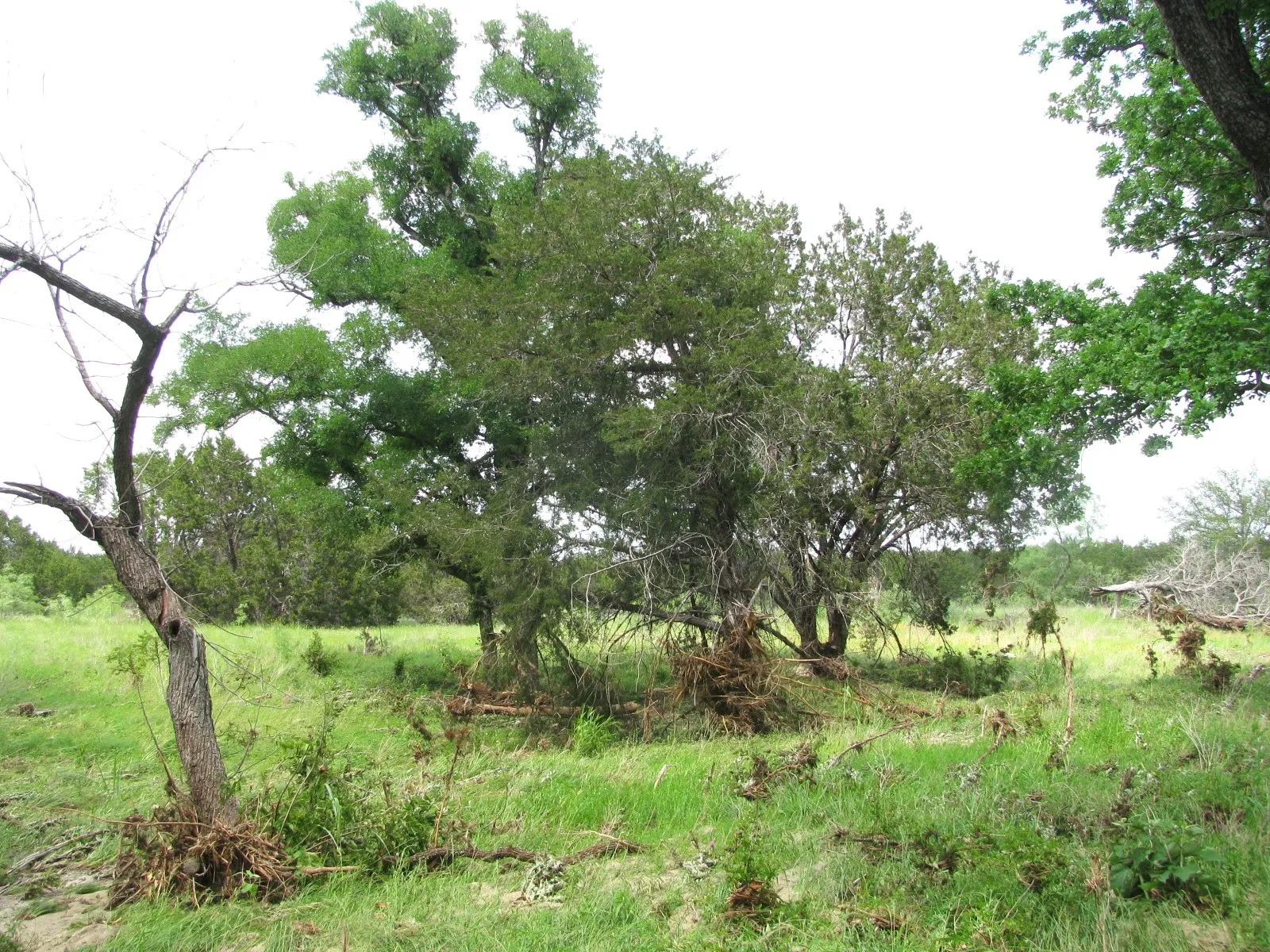 Unimproved Land For Sale in Hamilton County , Lot 44 Phase 6 PR 42107, Evant, Texas 76525, 0, 0, Garage spaces, 0 Sqft, built in 0, Price $125,000, mls#20617772, Real Estate Agent in Evant, Homes For Sale in Hamilton county, Homes For Sale in Evant, Realtor in Evant Texas, Real Estate Brokerage Independent Realty Texas, Luminita Cordes Realtor