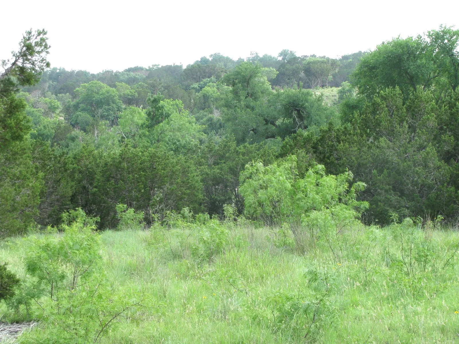 Unimproved Land For Sale in Hamilton County , Lot 44 Phase 6 PR 42107, Evant, Texas 76525, 0, 0, Garage spaces, 0 Sqft, built in 0, Price $125,000, mls#20617772, Real Estate Agent in Evant, Homes For Sale in Hamilton county, Homes For Sale in Evant, Realtor in Evant Texas, Real Estate Brokerage Independent Realty Texas, Luminita Cordes Realtor