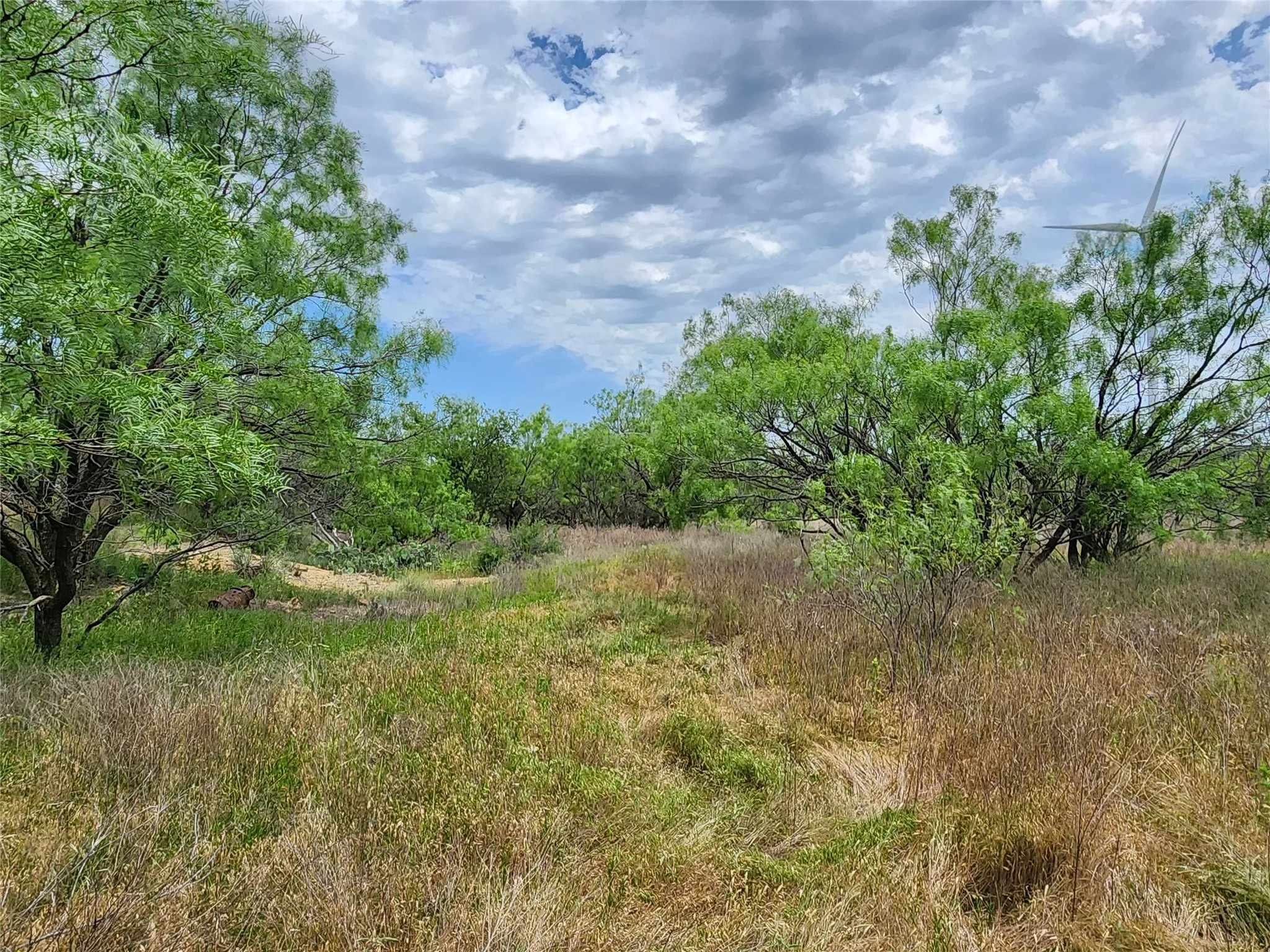 View of local wilderness