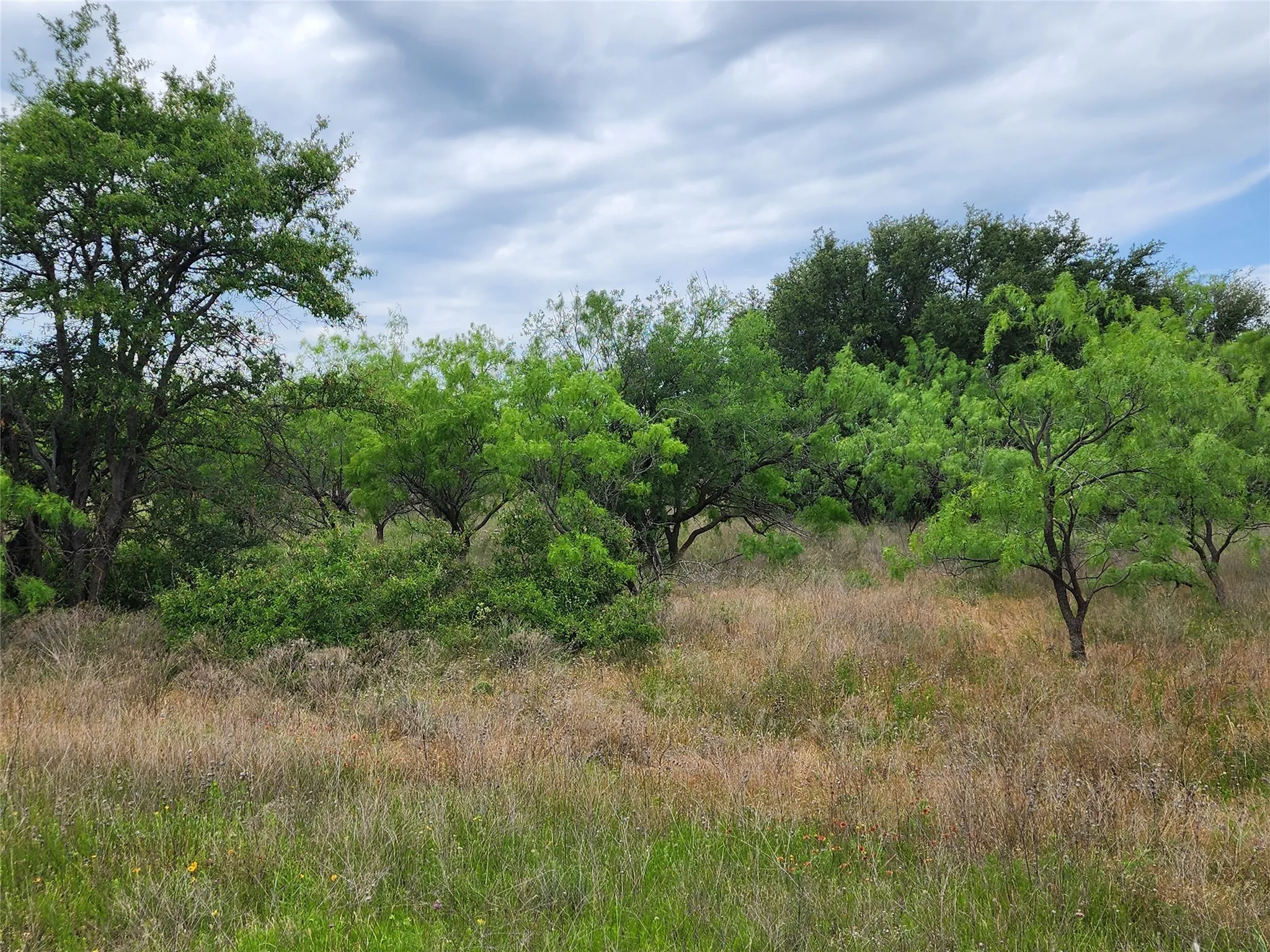 View of local wilderness
