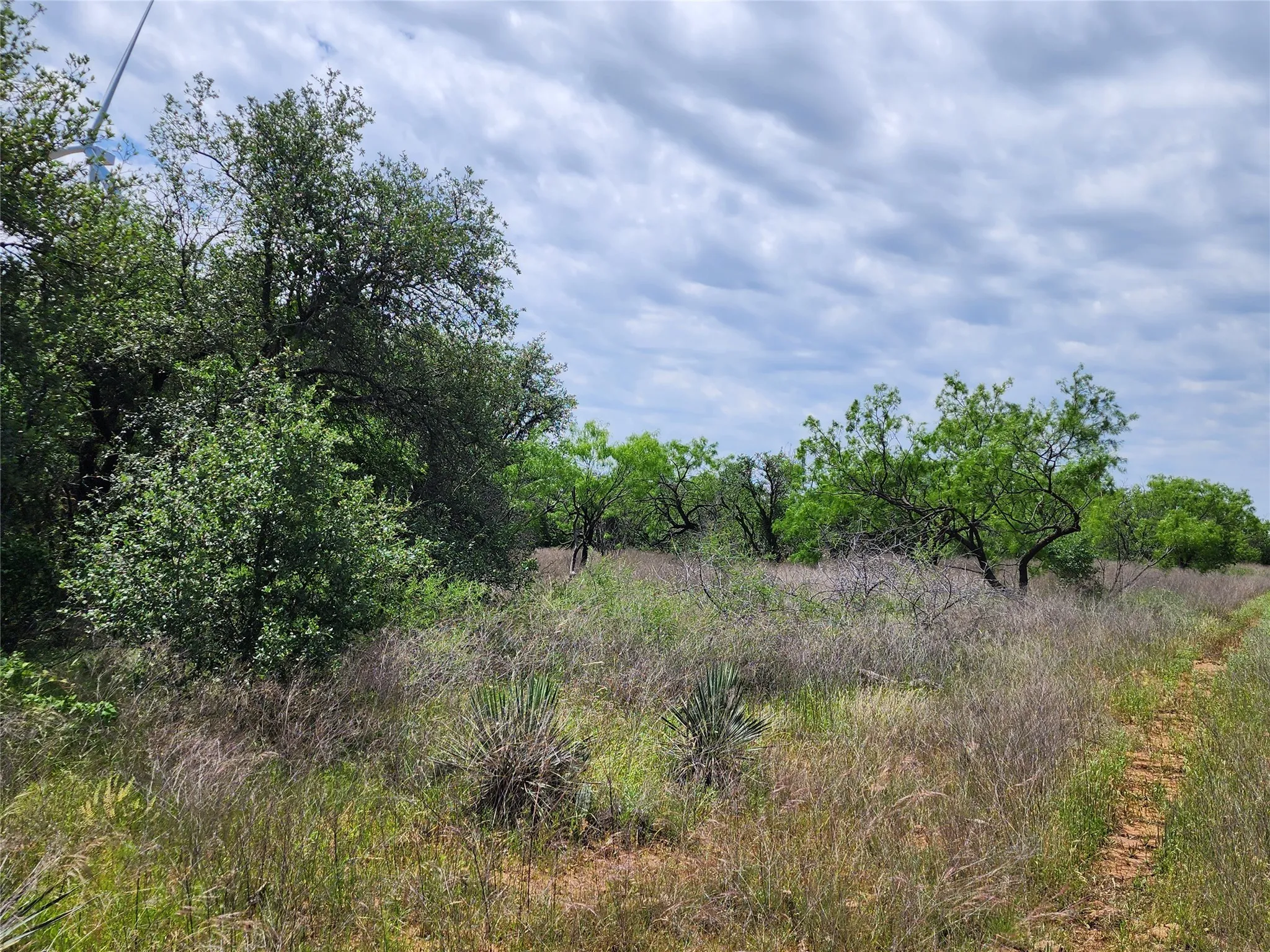 View of local wilderness