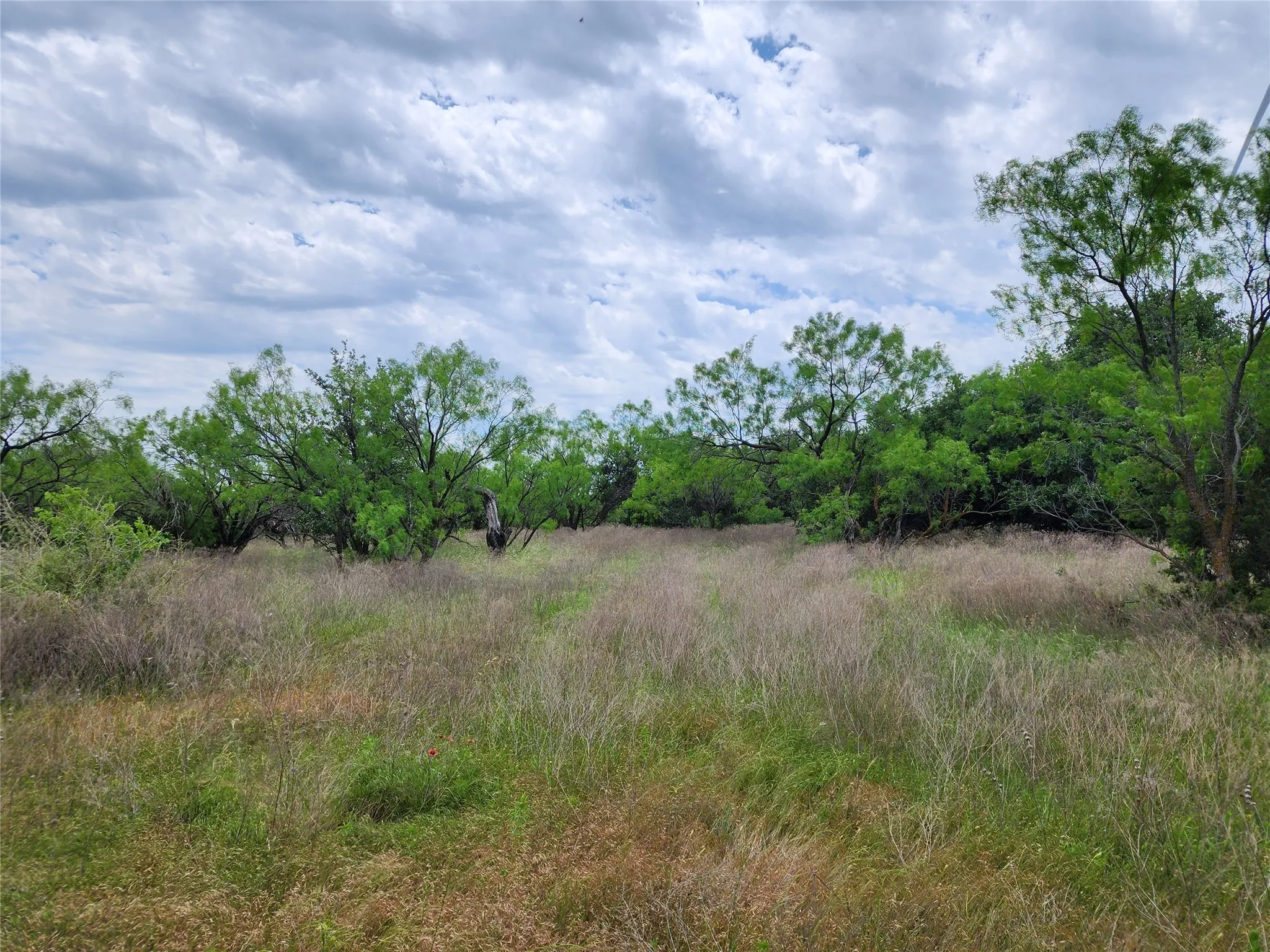 View of local wilderness