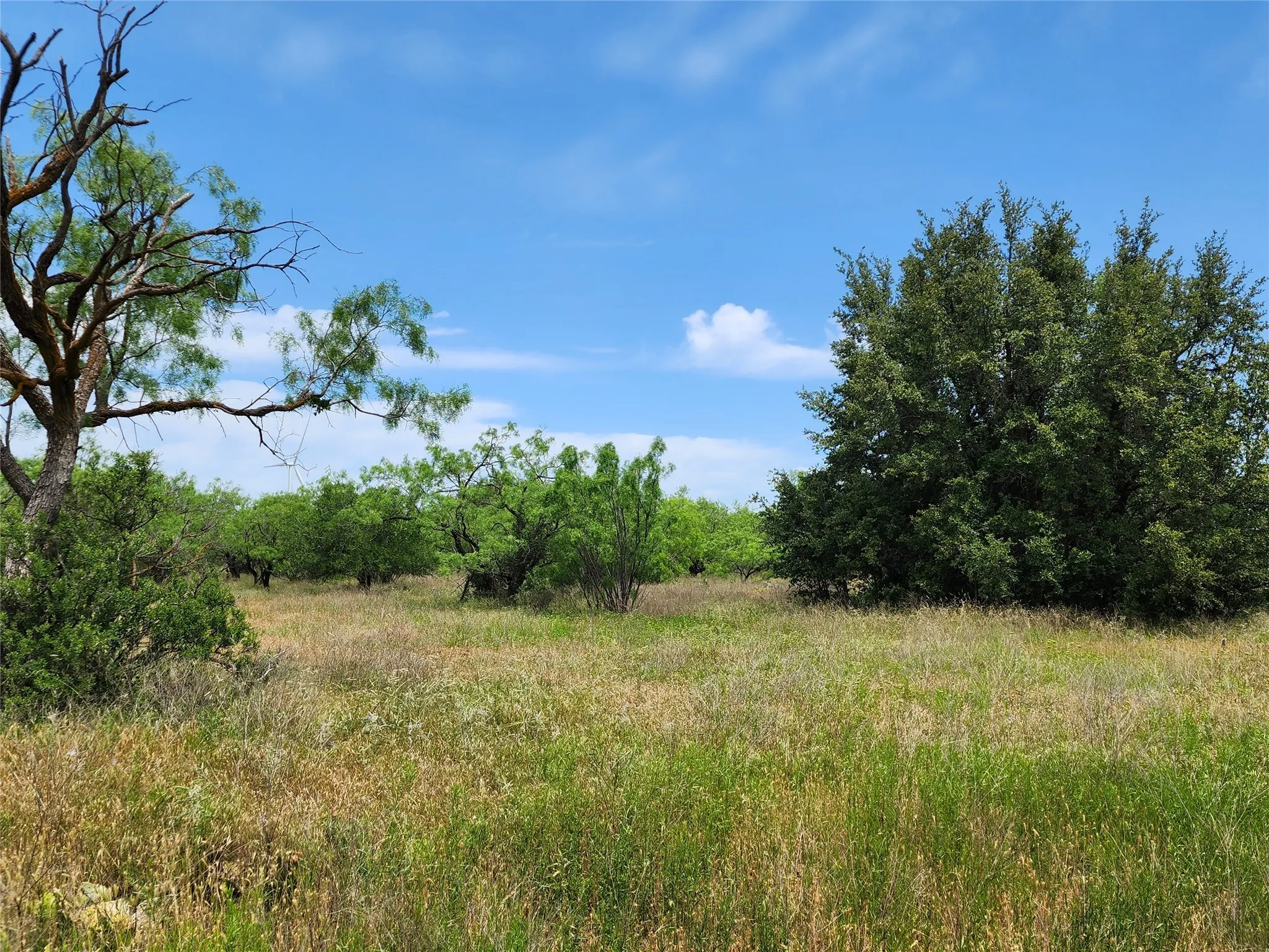 View of local wilderness