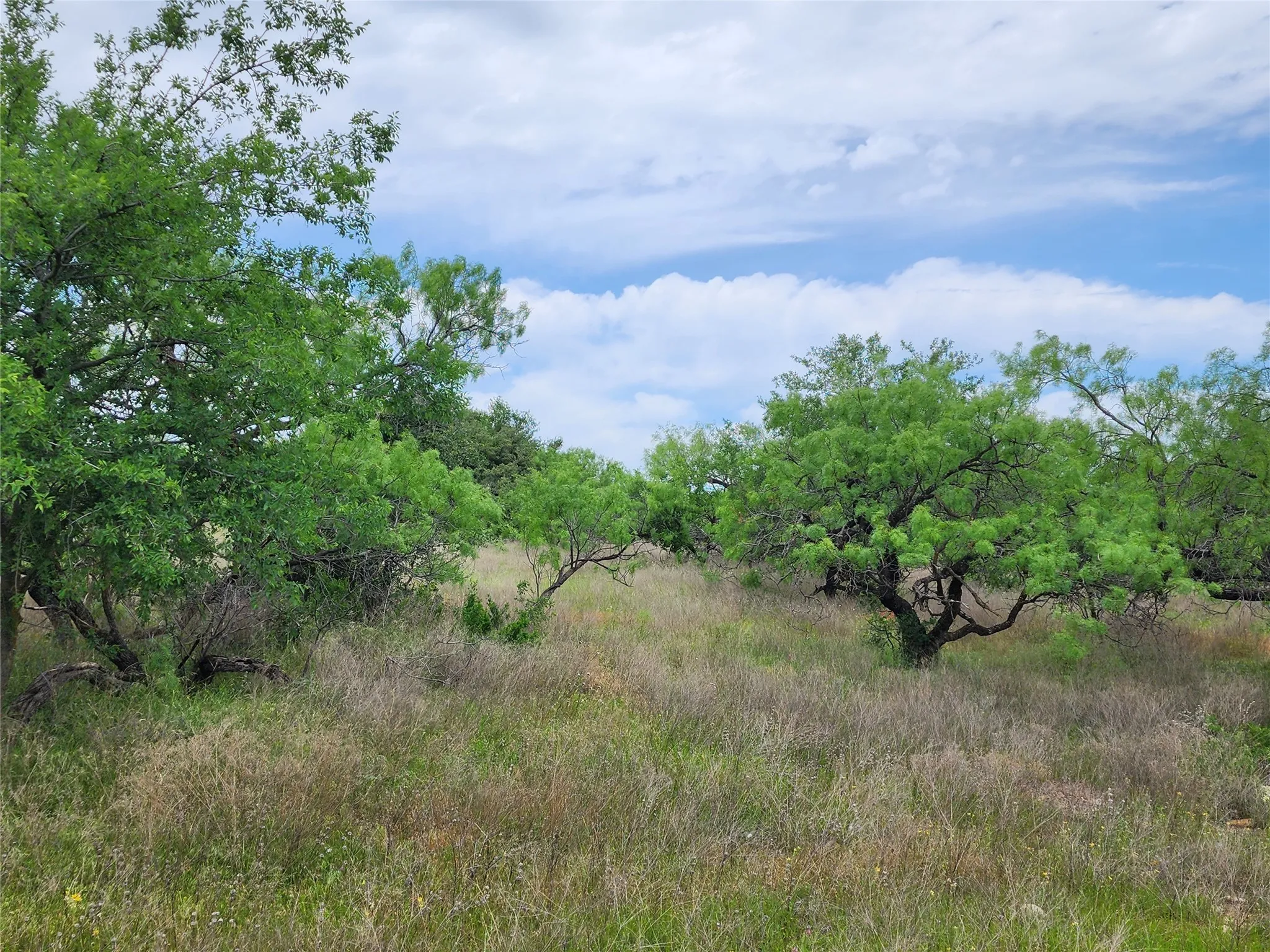 View of local wilderness