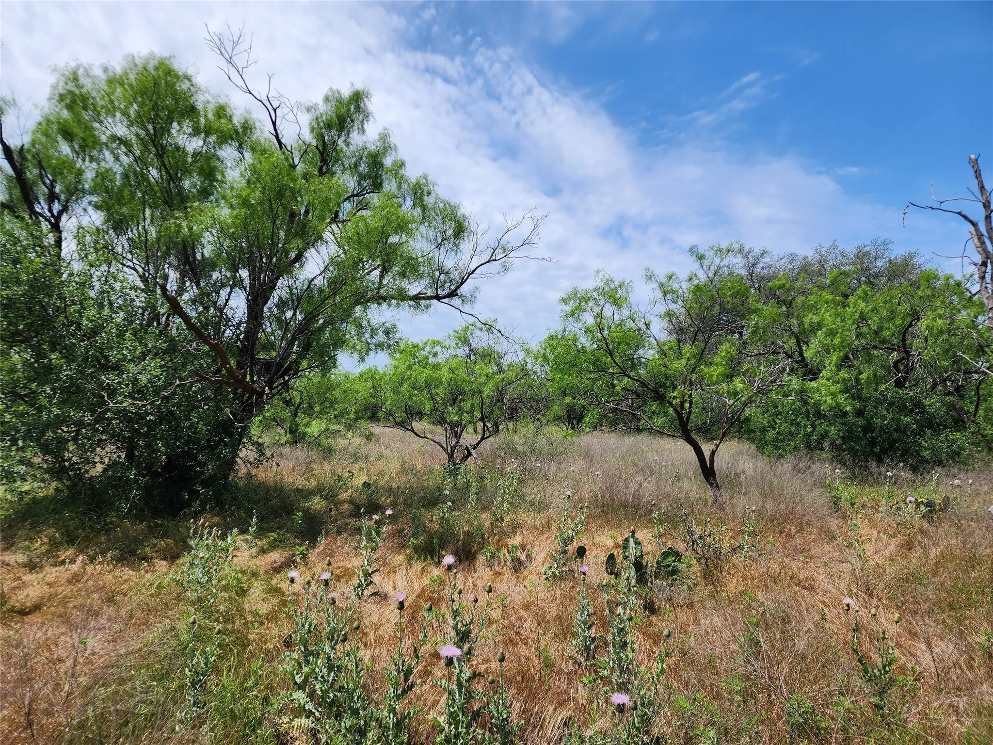 View of local wilderness