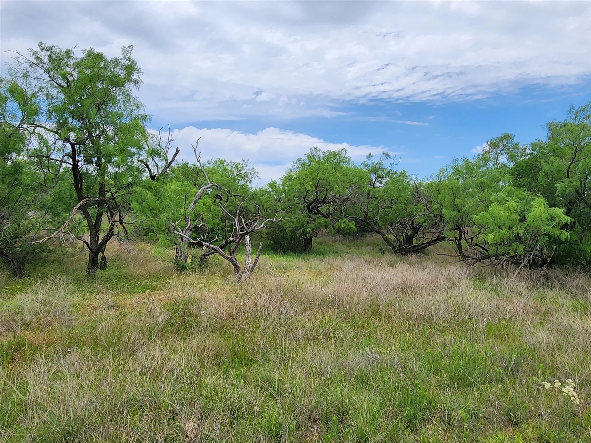 View of nature