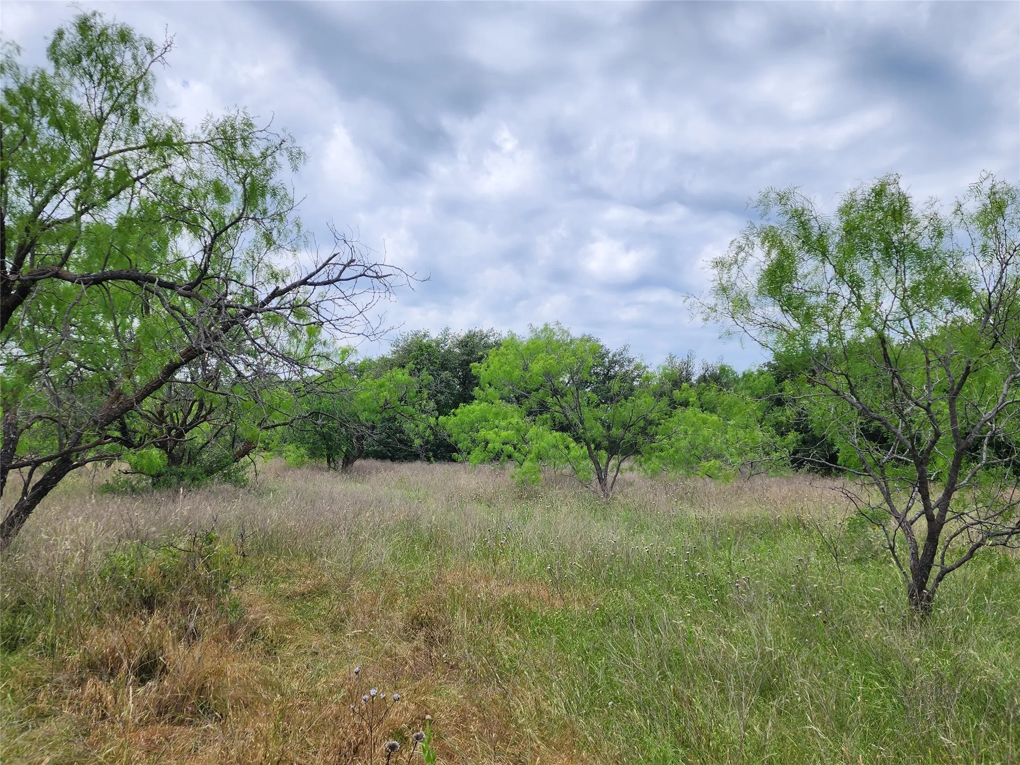View of nature