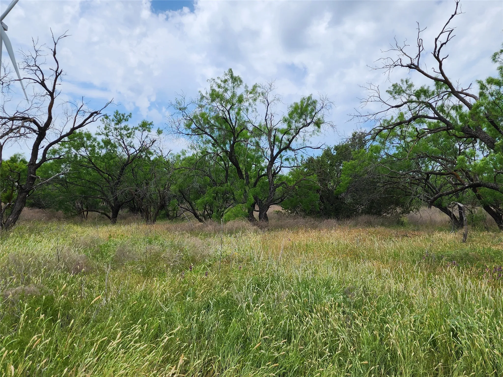 View of nature