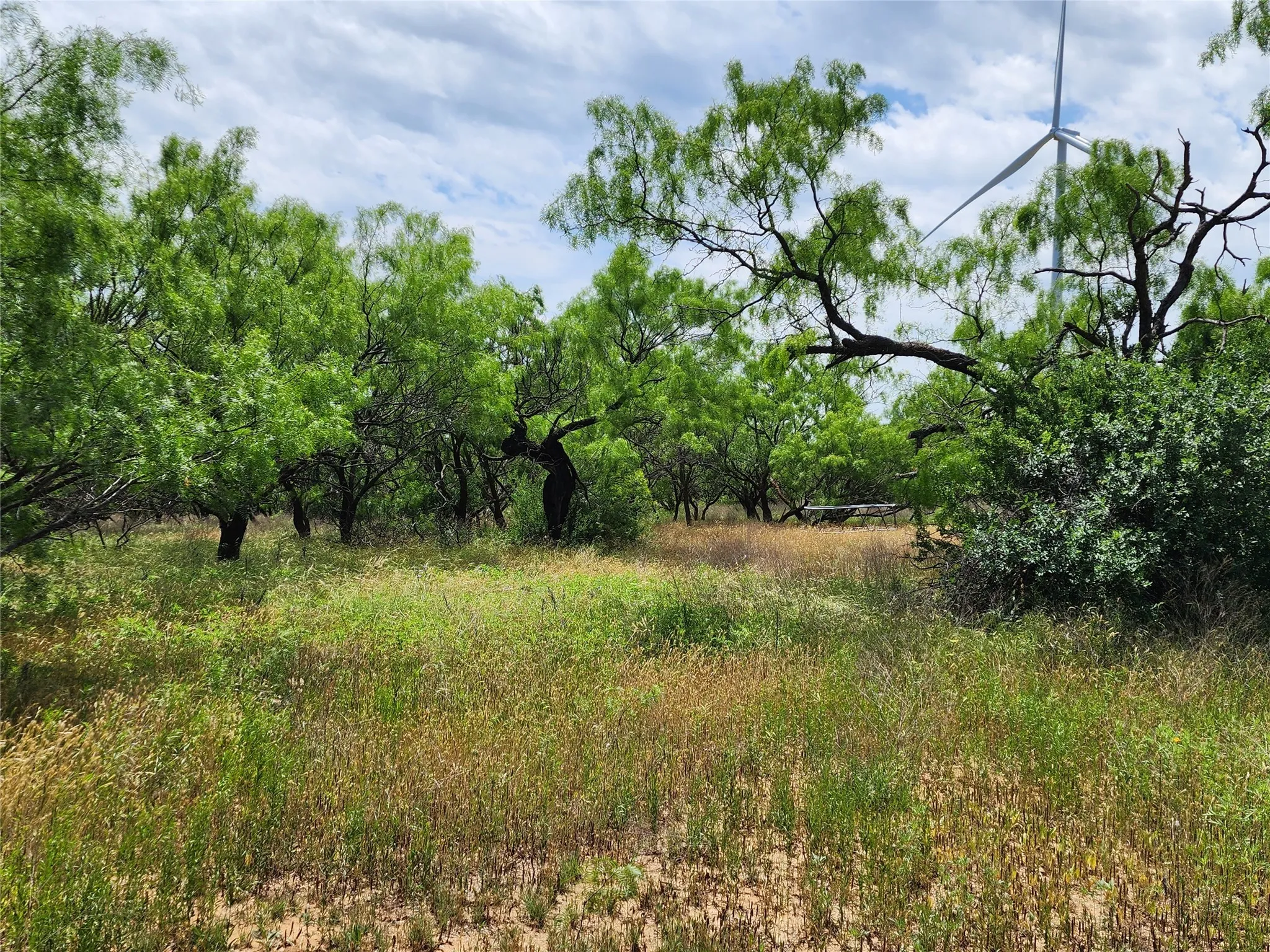 View of local wilderness
