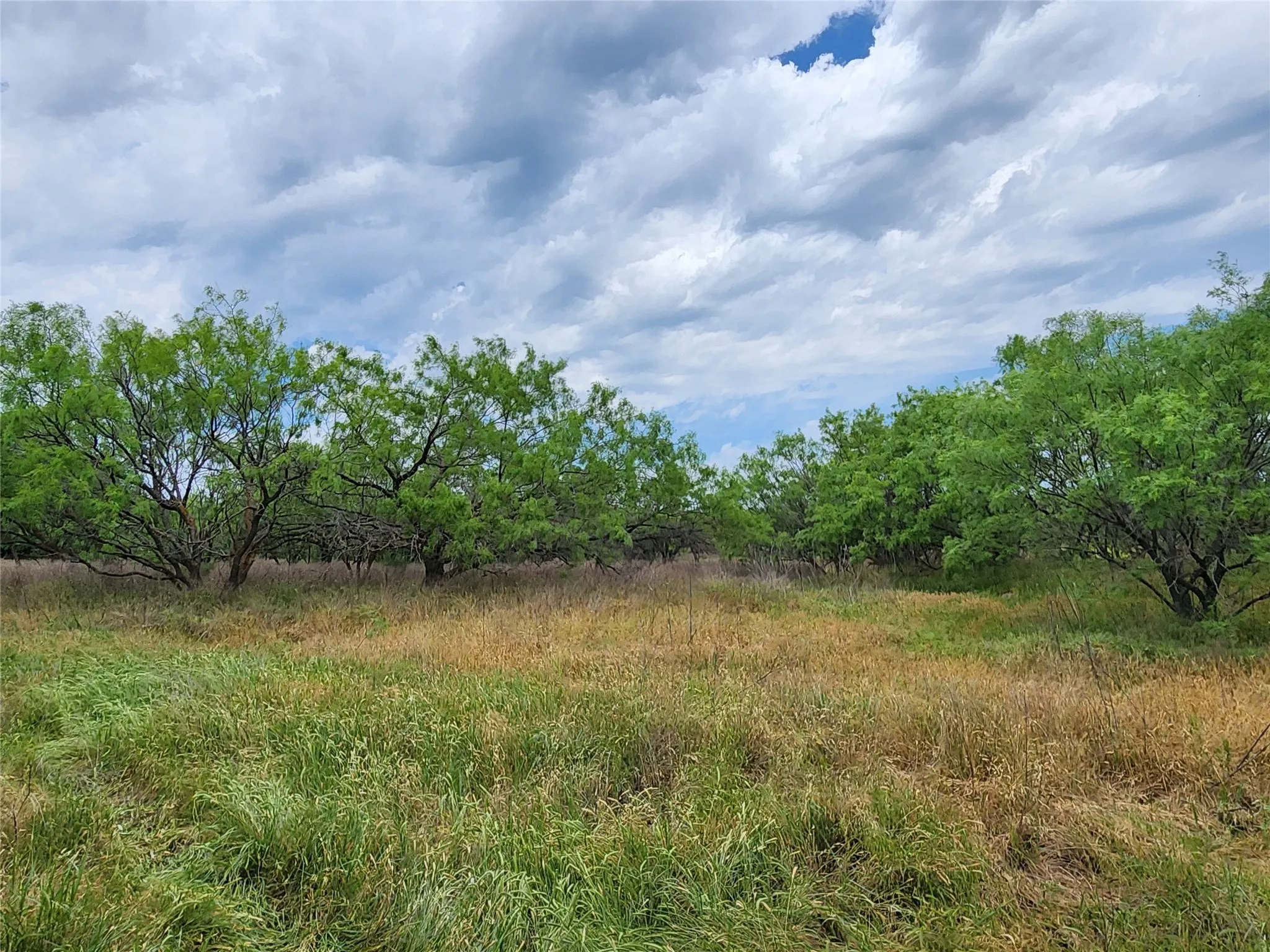 View of local wilderness