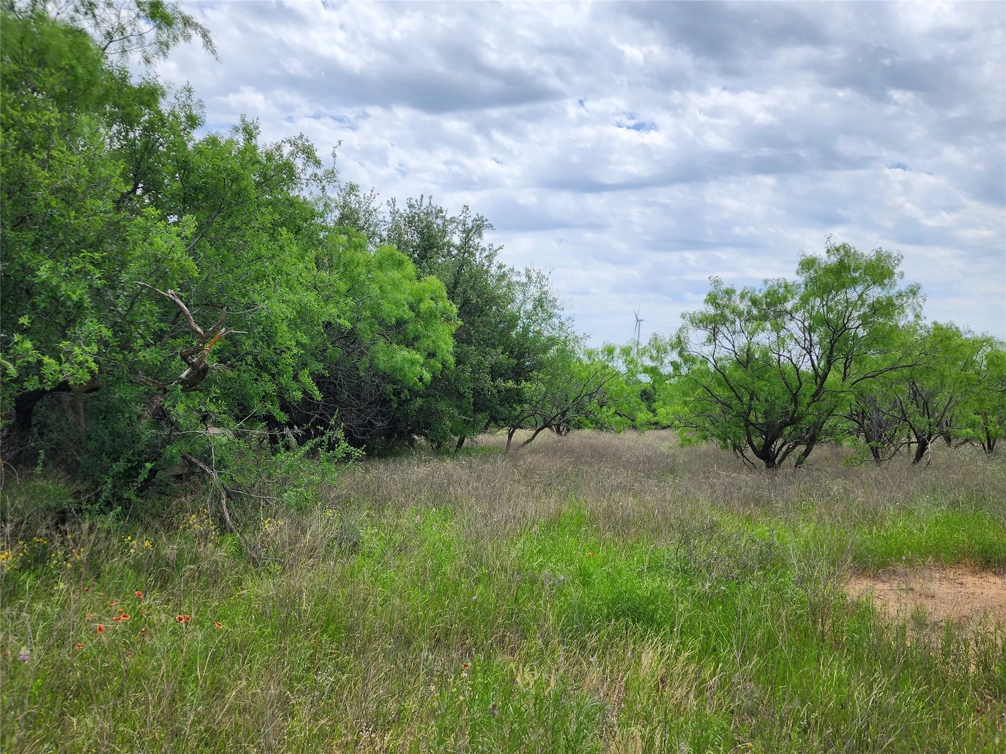 View of local wilderness