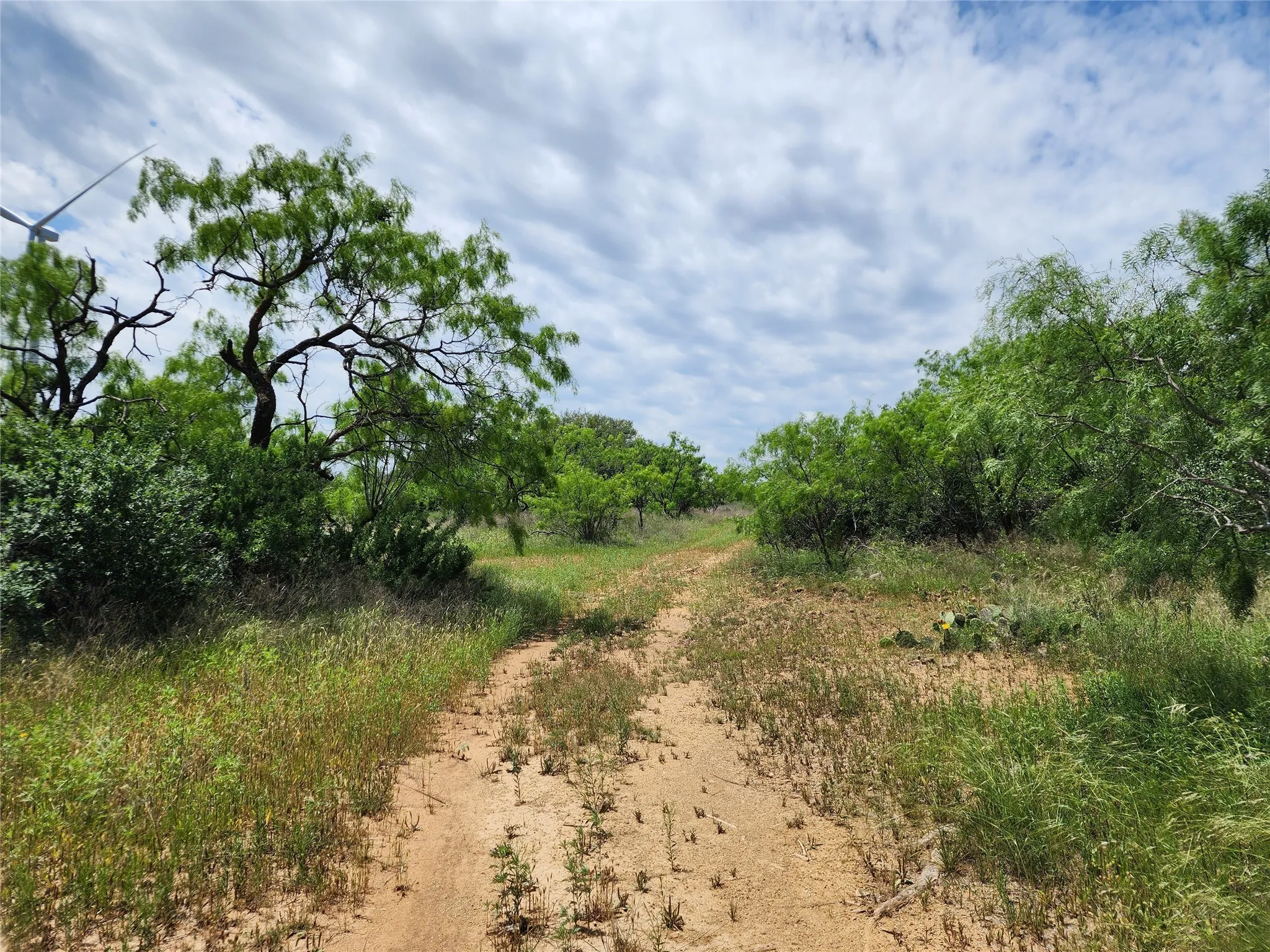 View of local wilderness