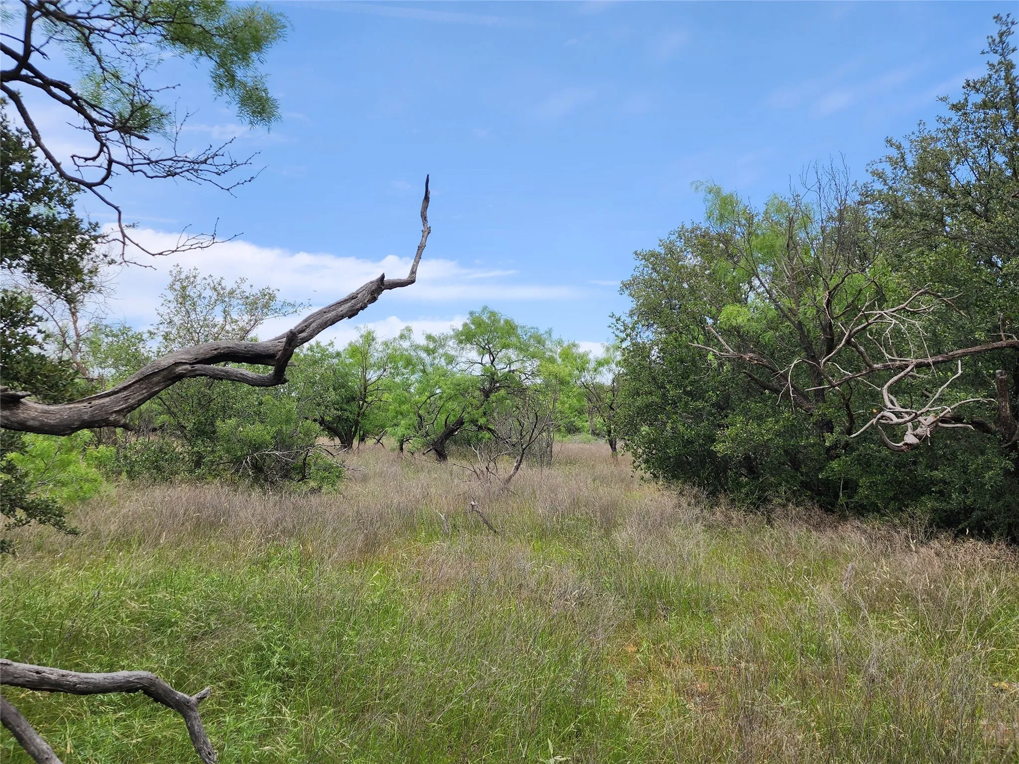 View of nature