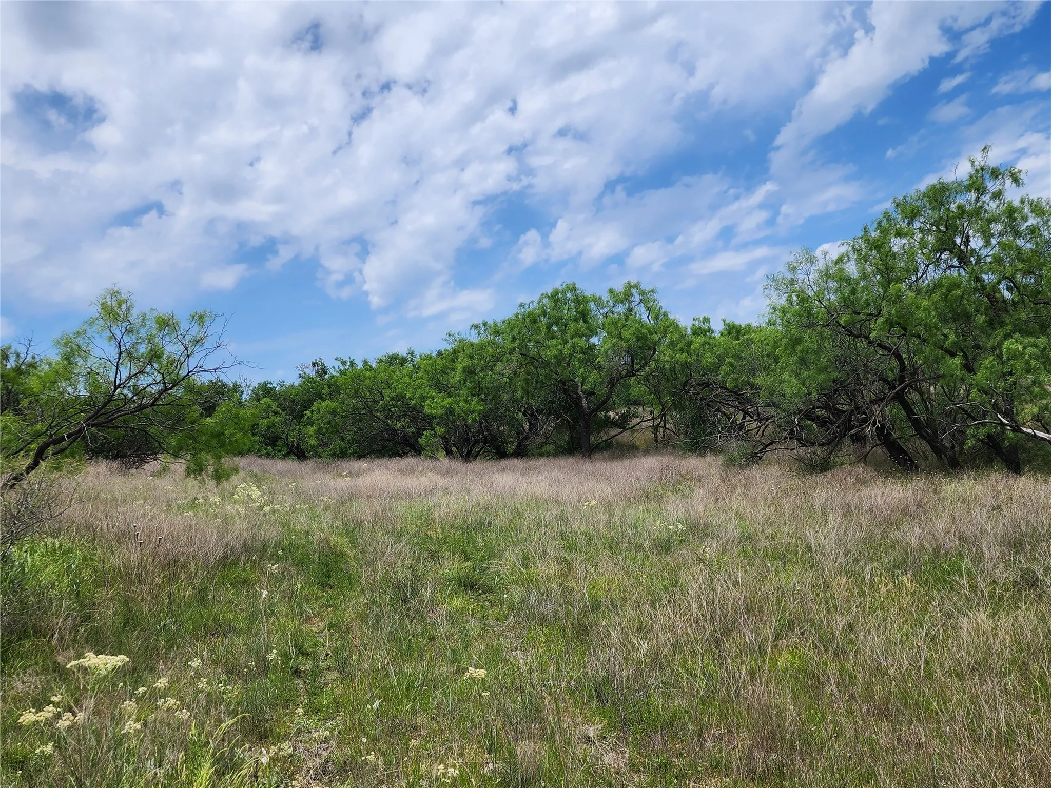 View of local wilderness
