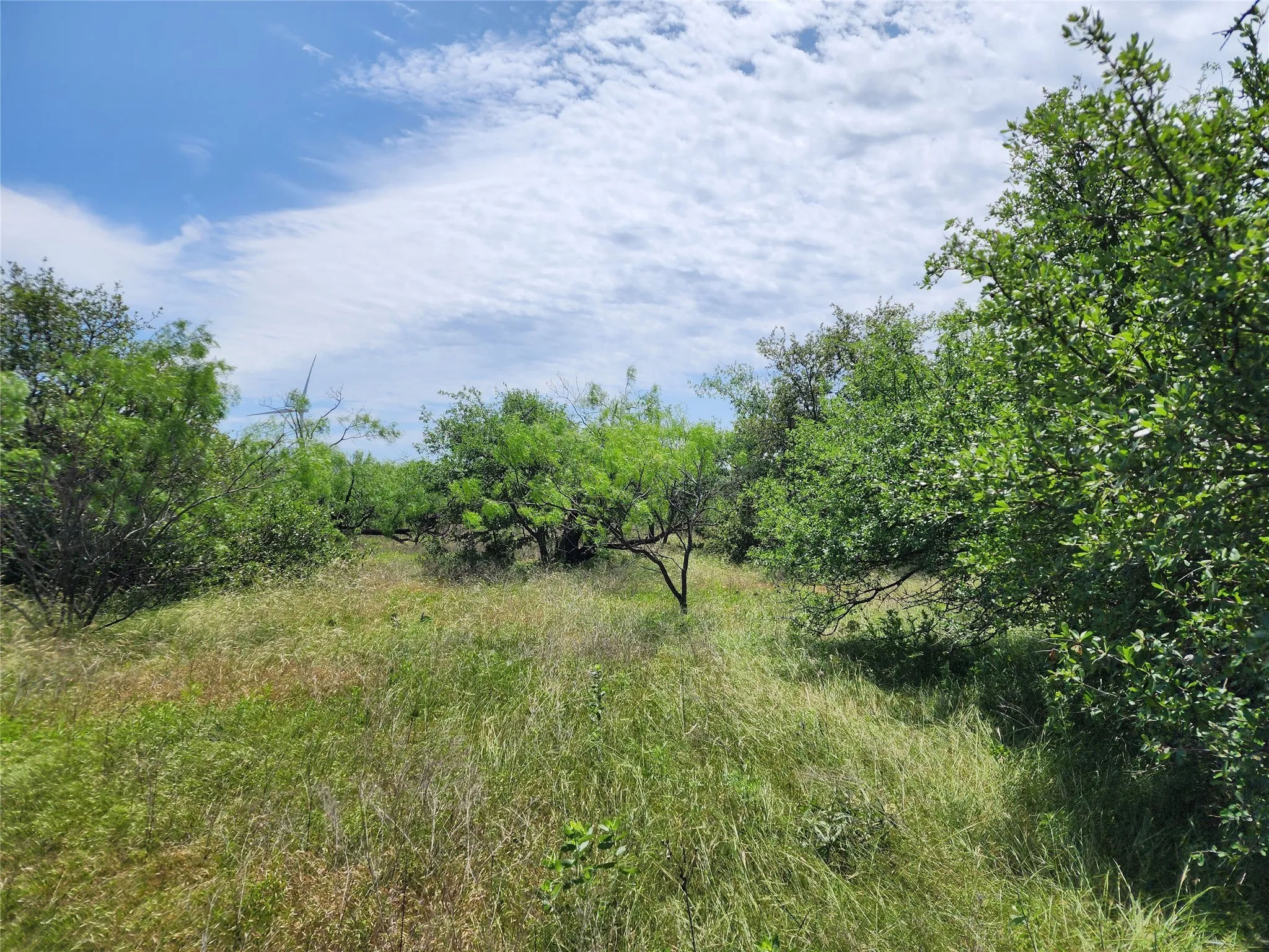 View of local wilderness