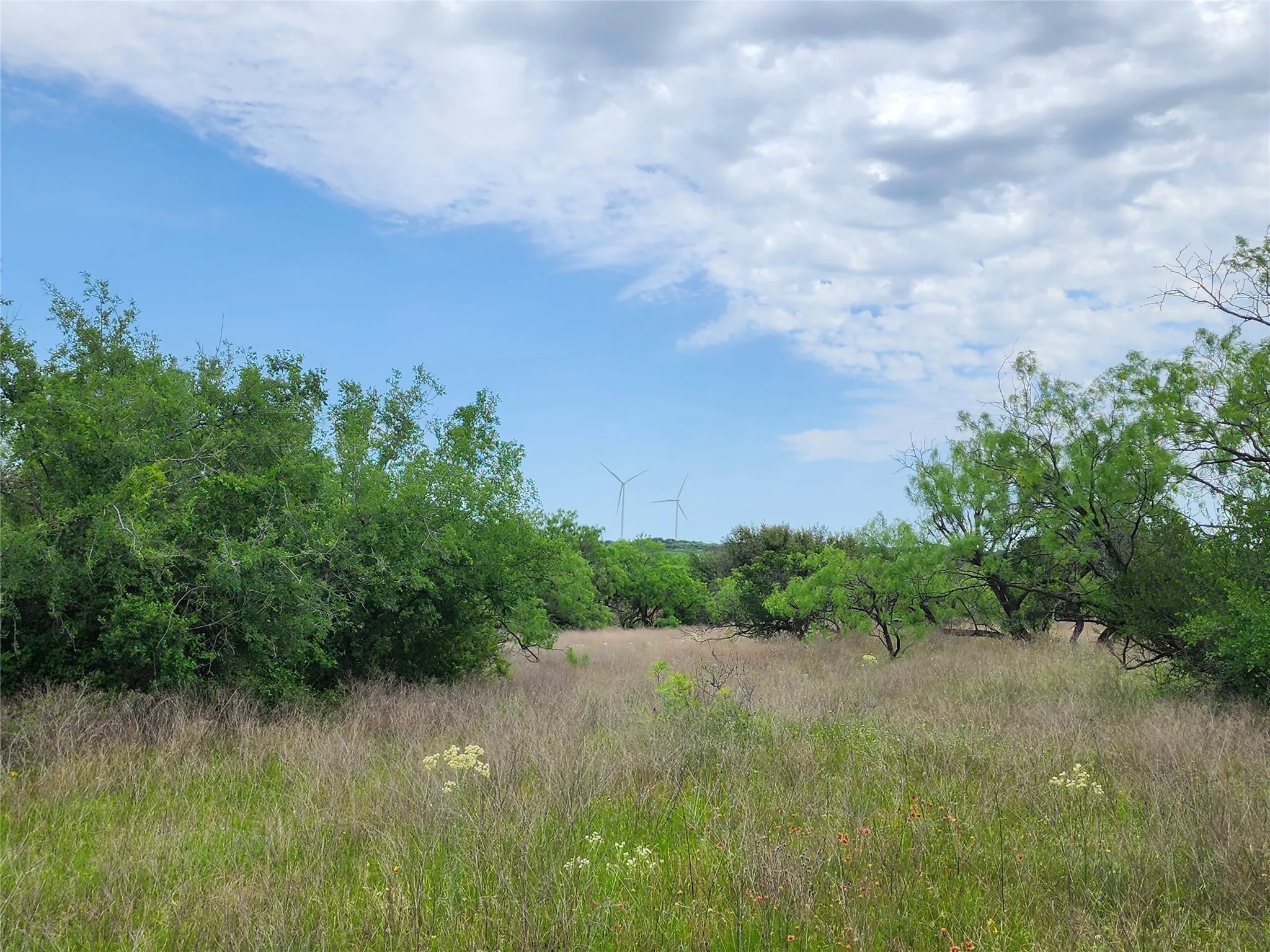 View of local wilderness