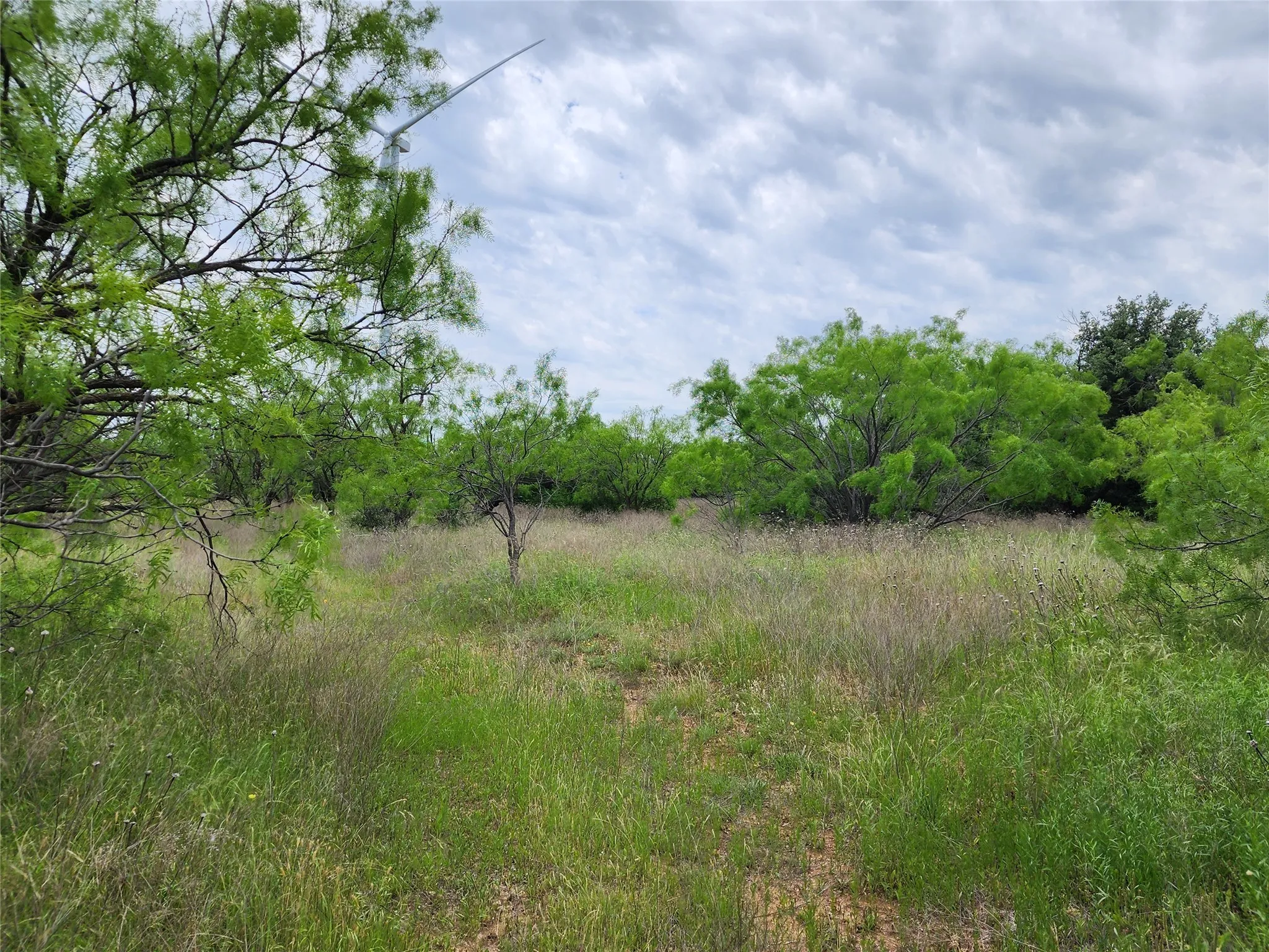 View of nature