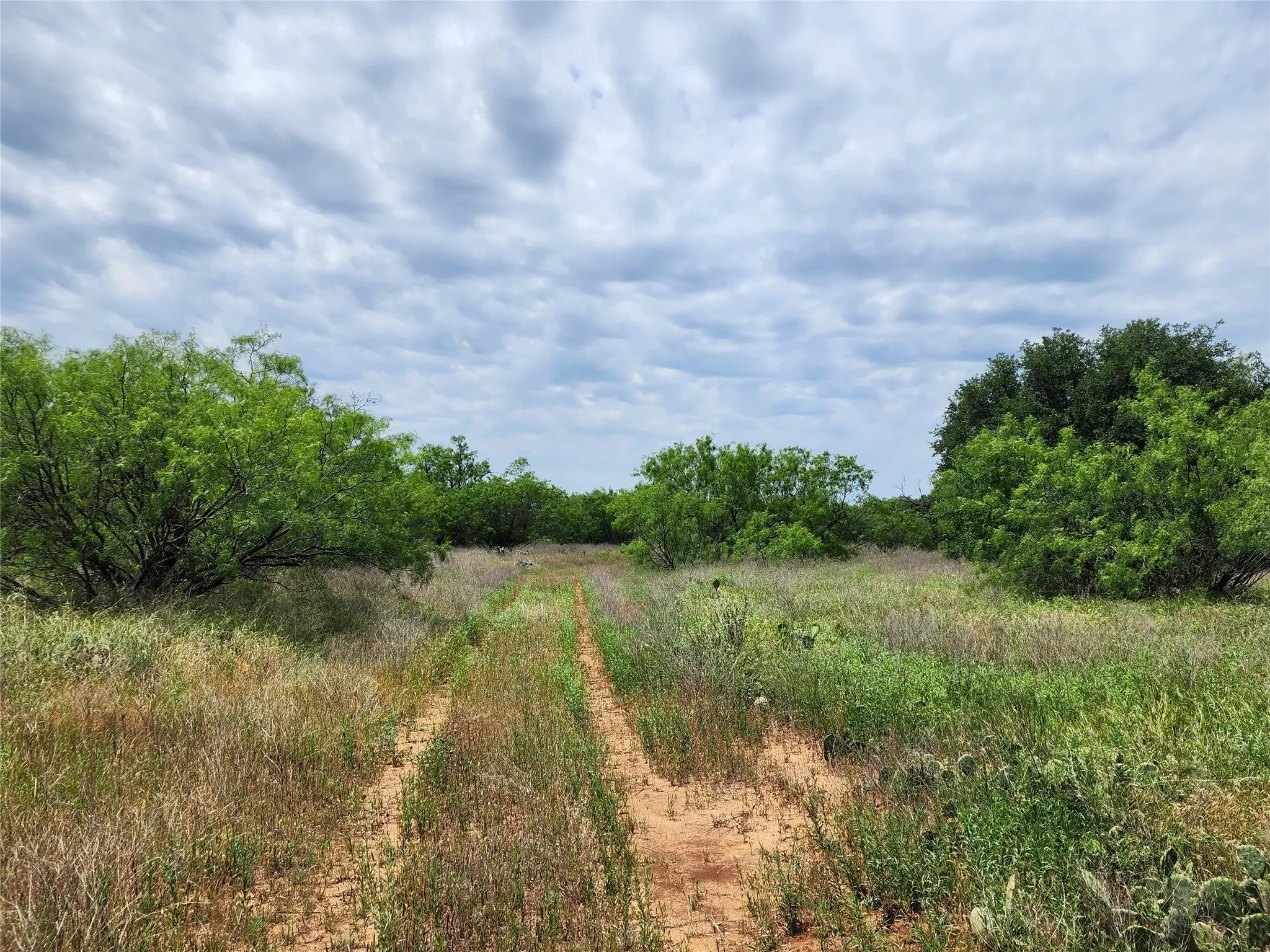 View of local wilderness
