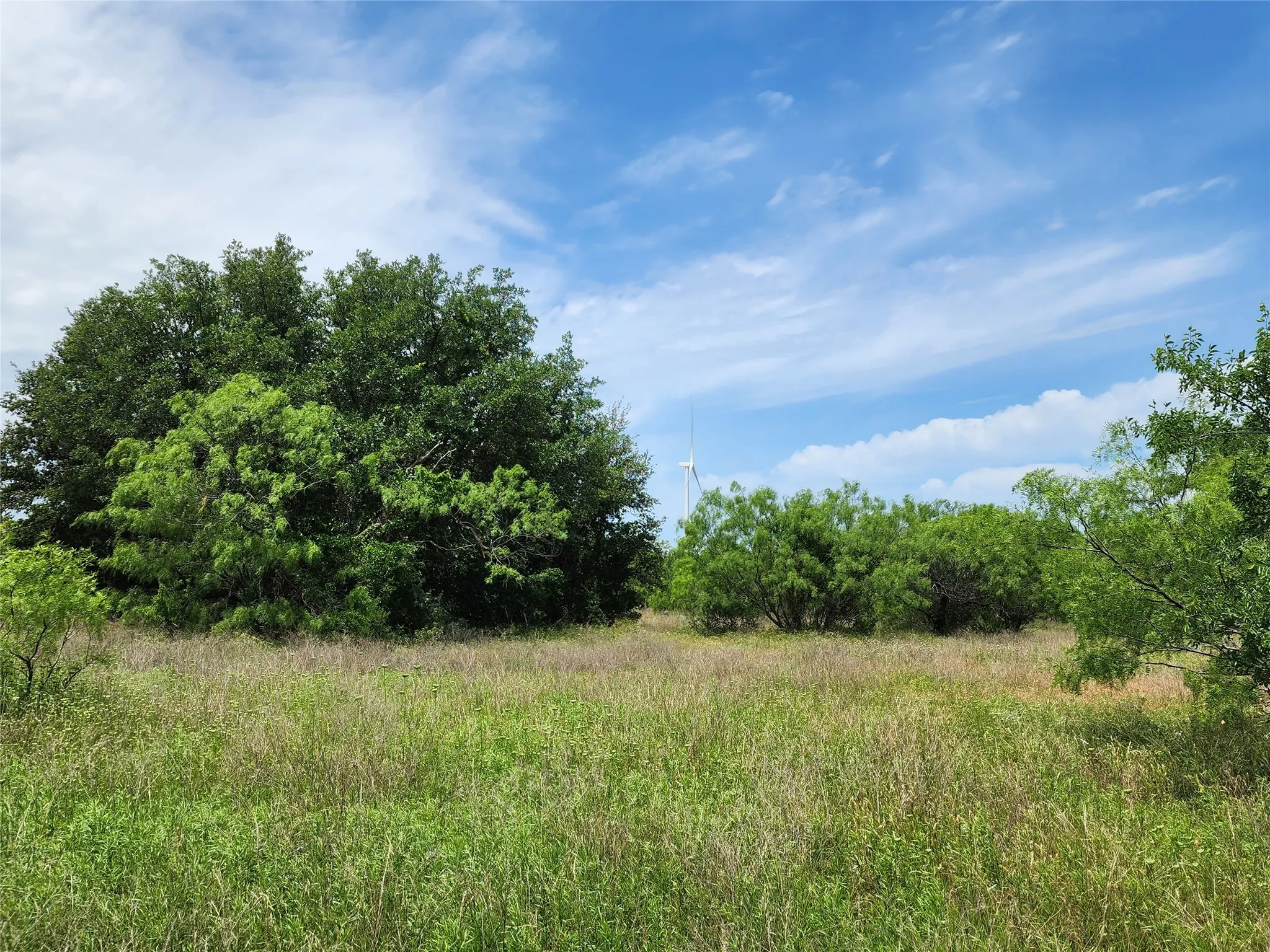 View of local wilderness