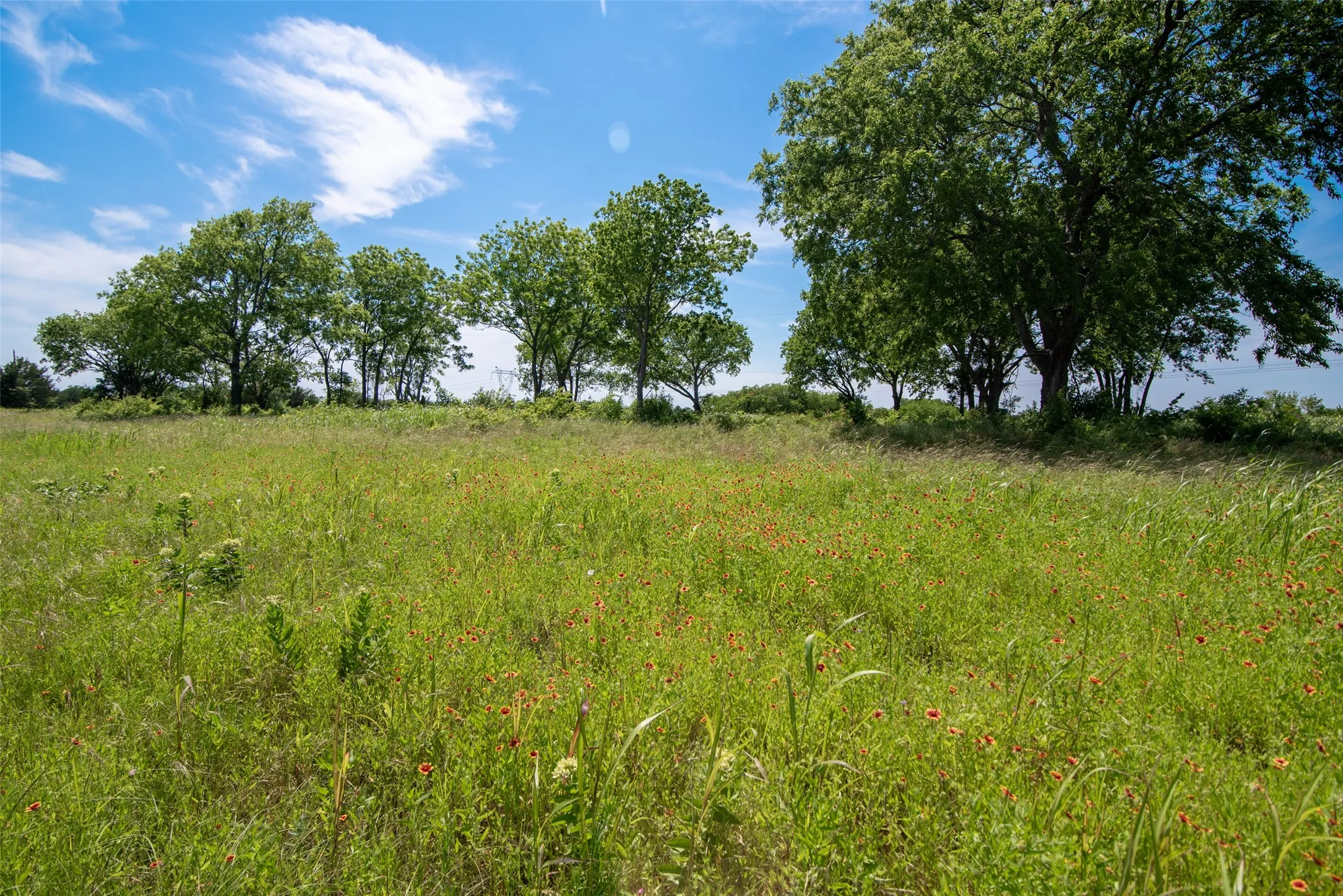 View of local wilderness