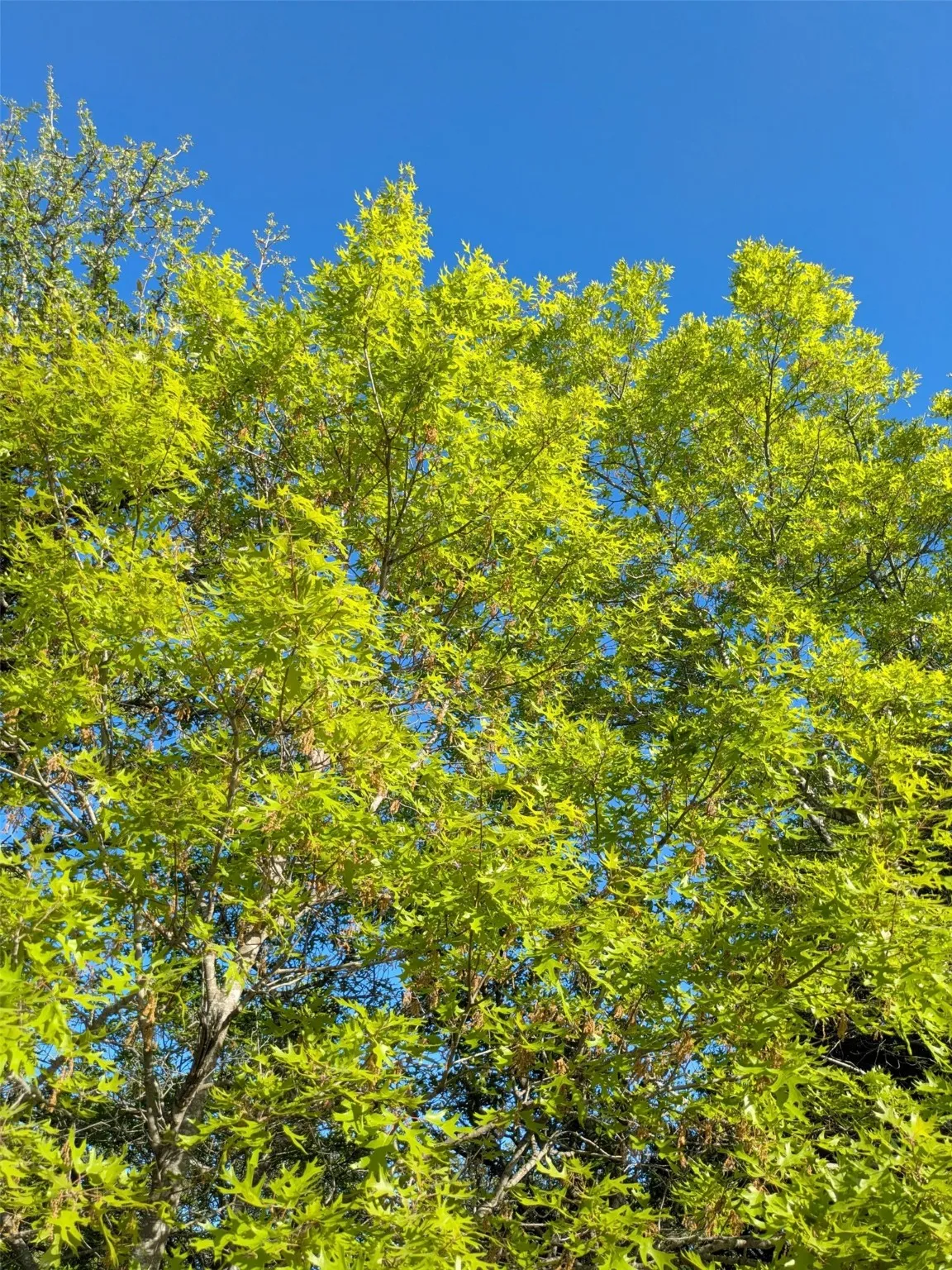 Native trees